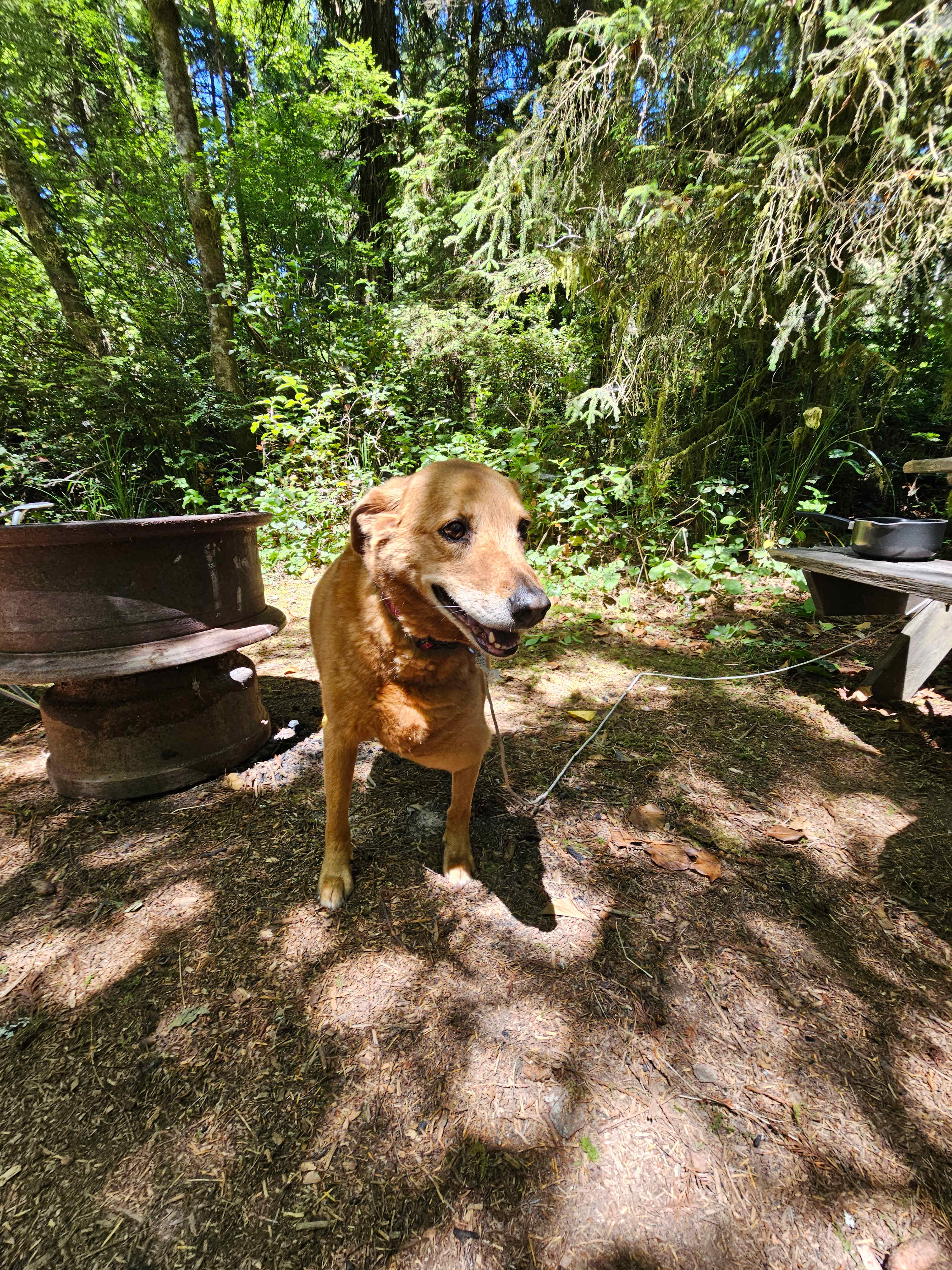 Mystic Forest Campground
