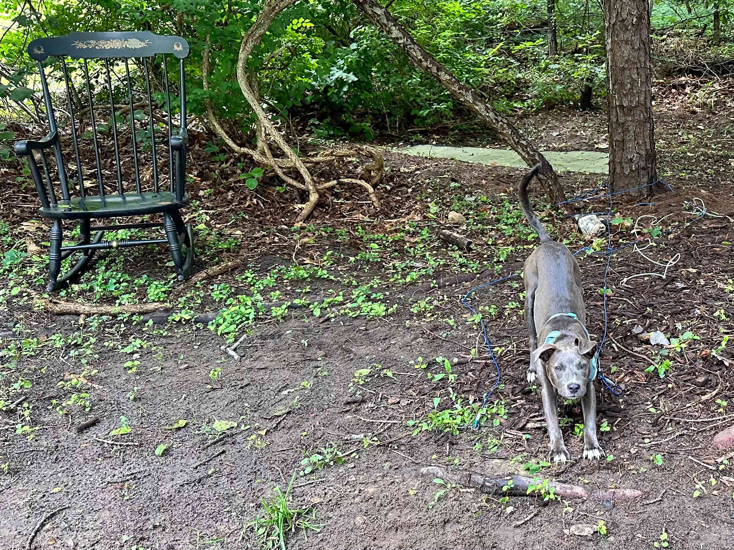Little morning yoga under the tree shade 