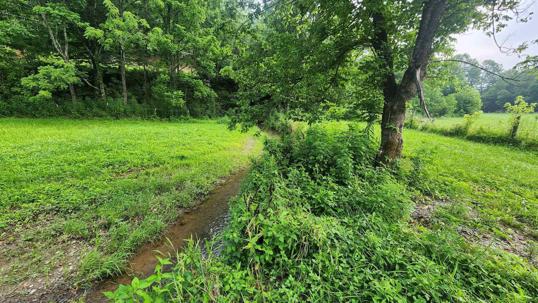Cripple Creek Meadows