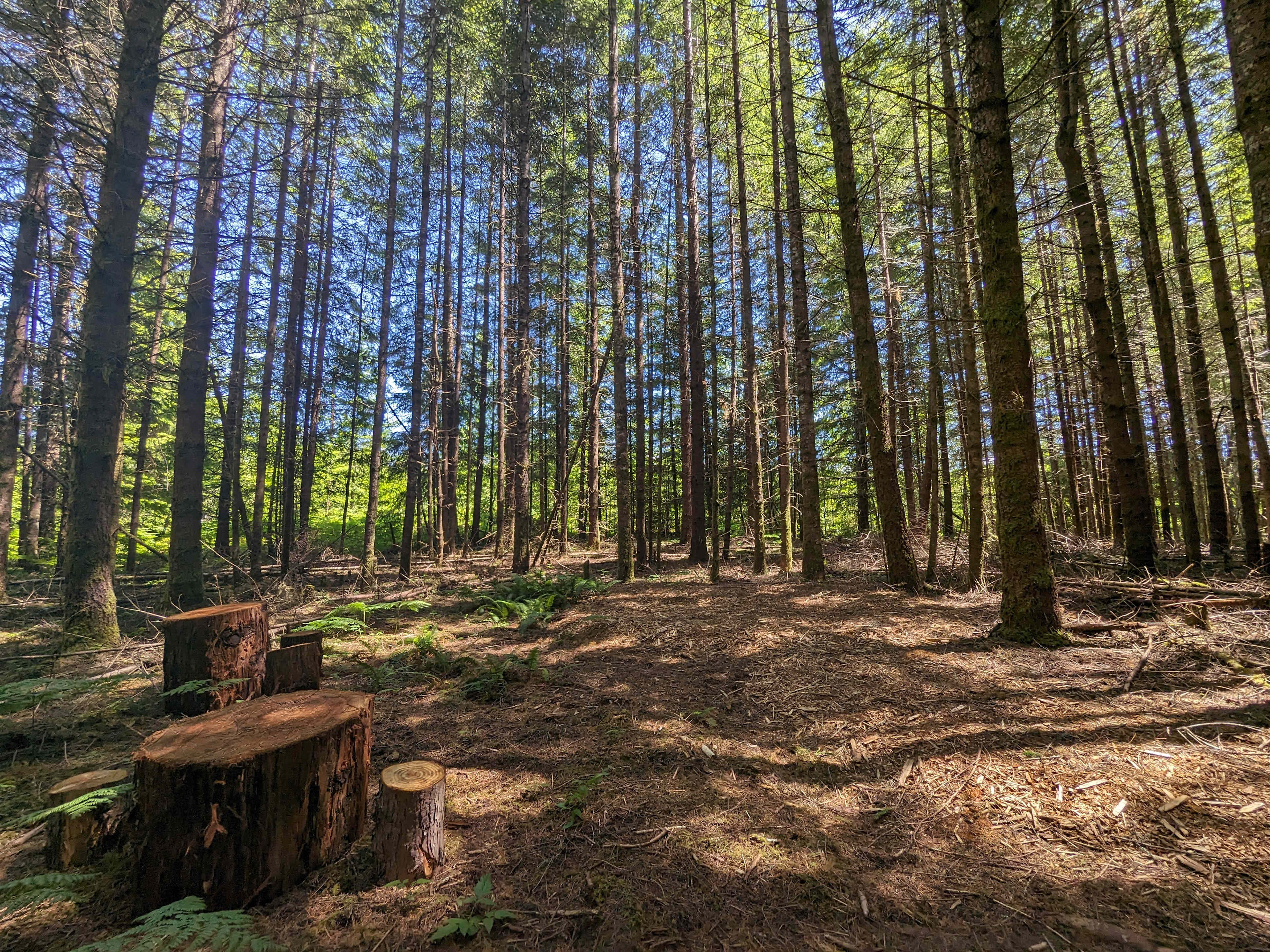 Picture of the site