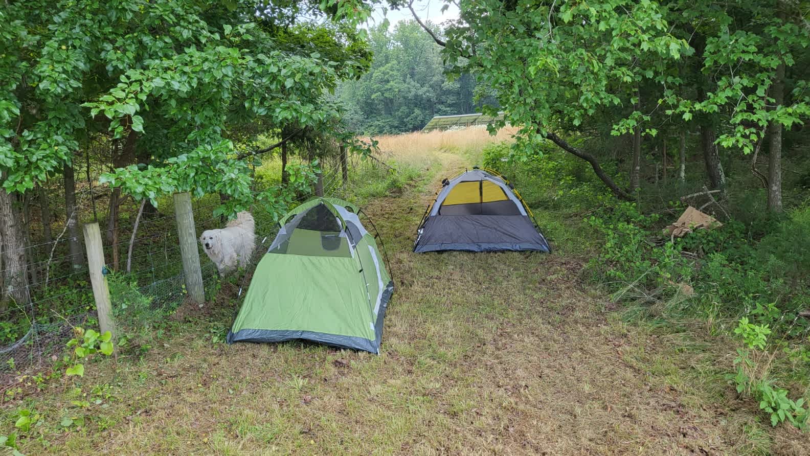 Picture of the site