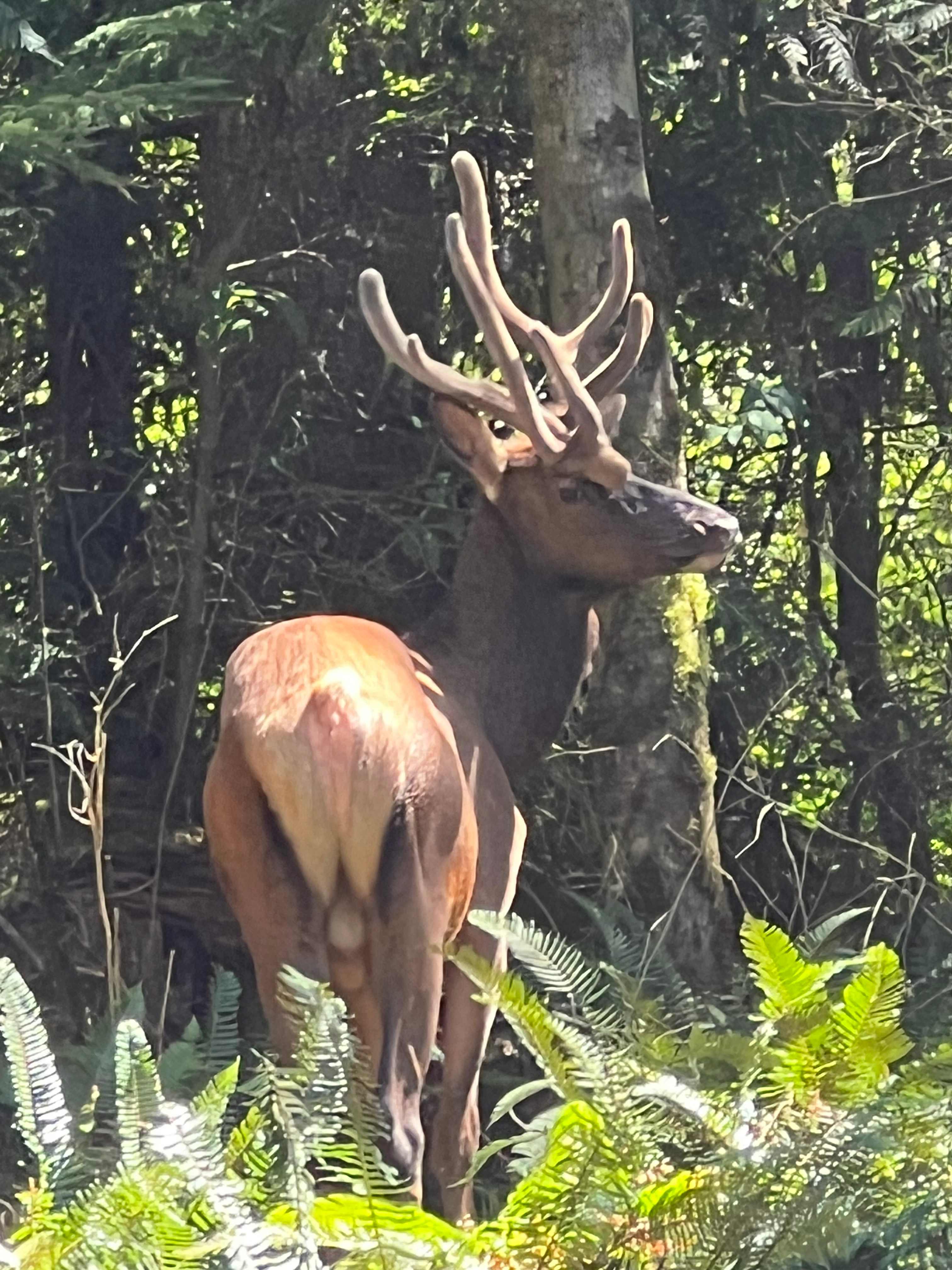 Elk are seen in the are most mornings and afternoons.