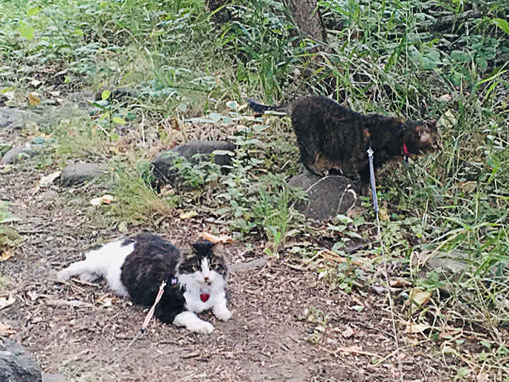 Moll-E & Ziggy liked it too.