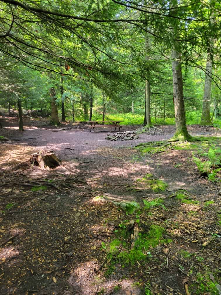 Picture of the site