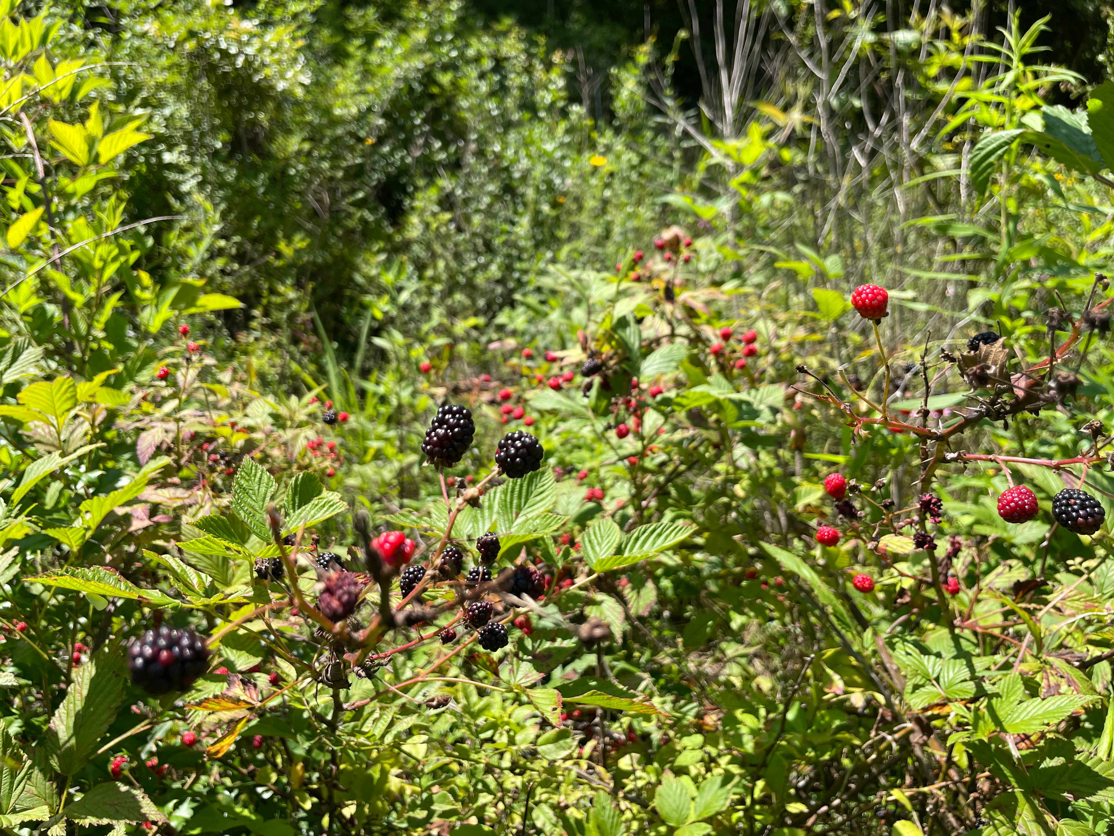 During July and August there are plenty of blackberry bushes on the property to snack on.