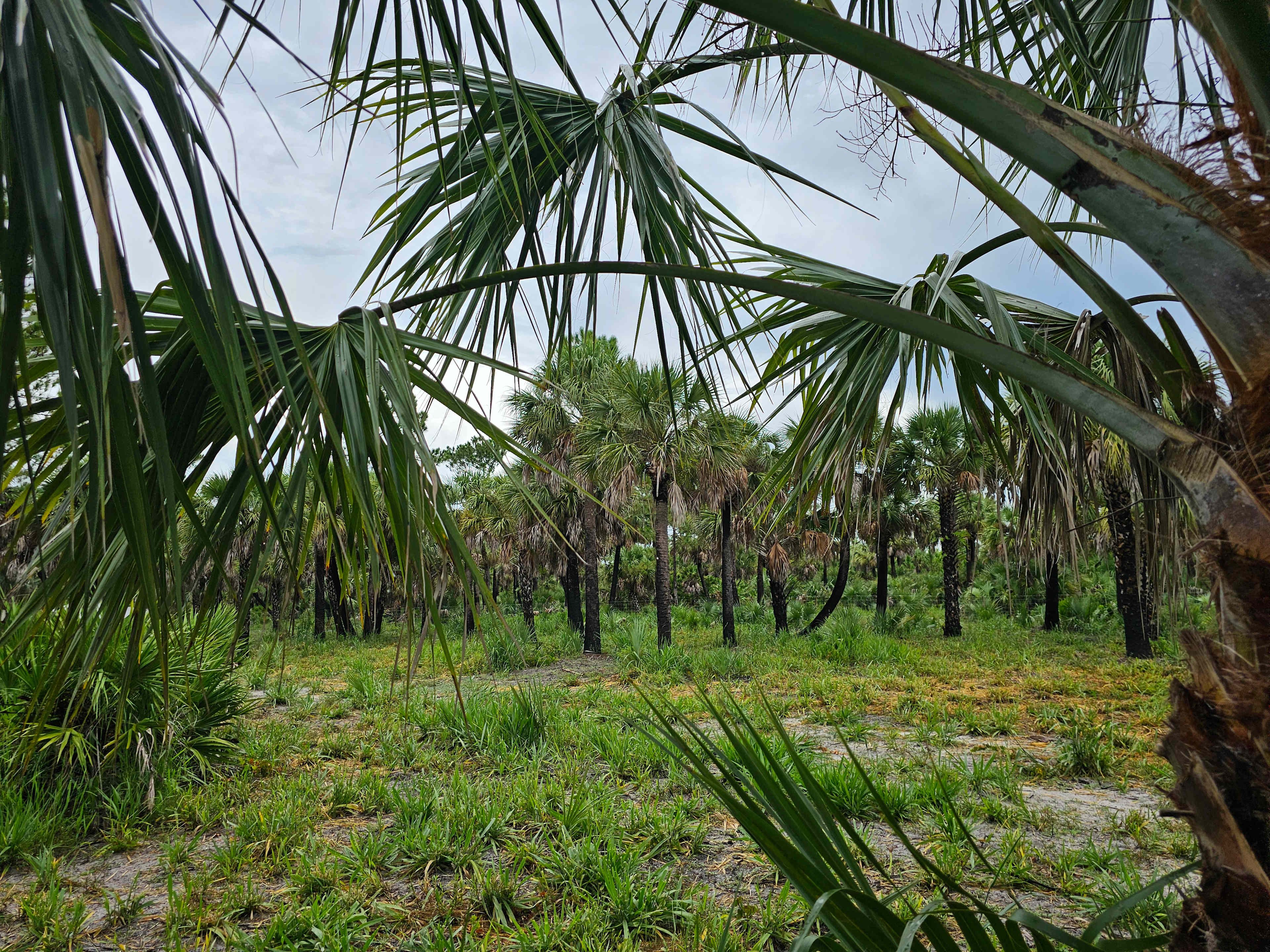 Pranas Paradise