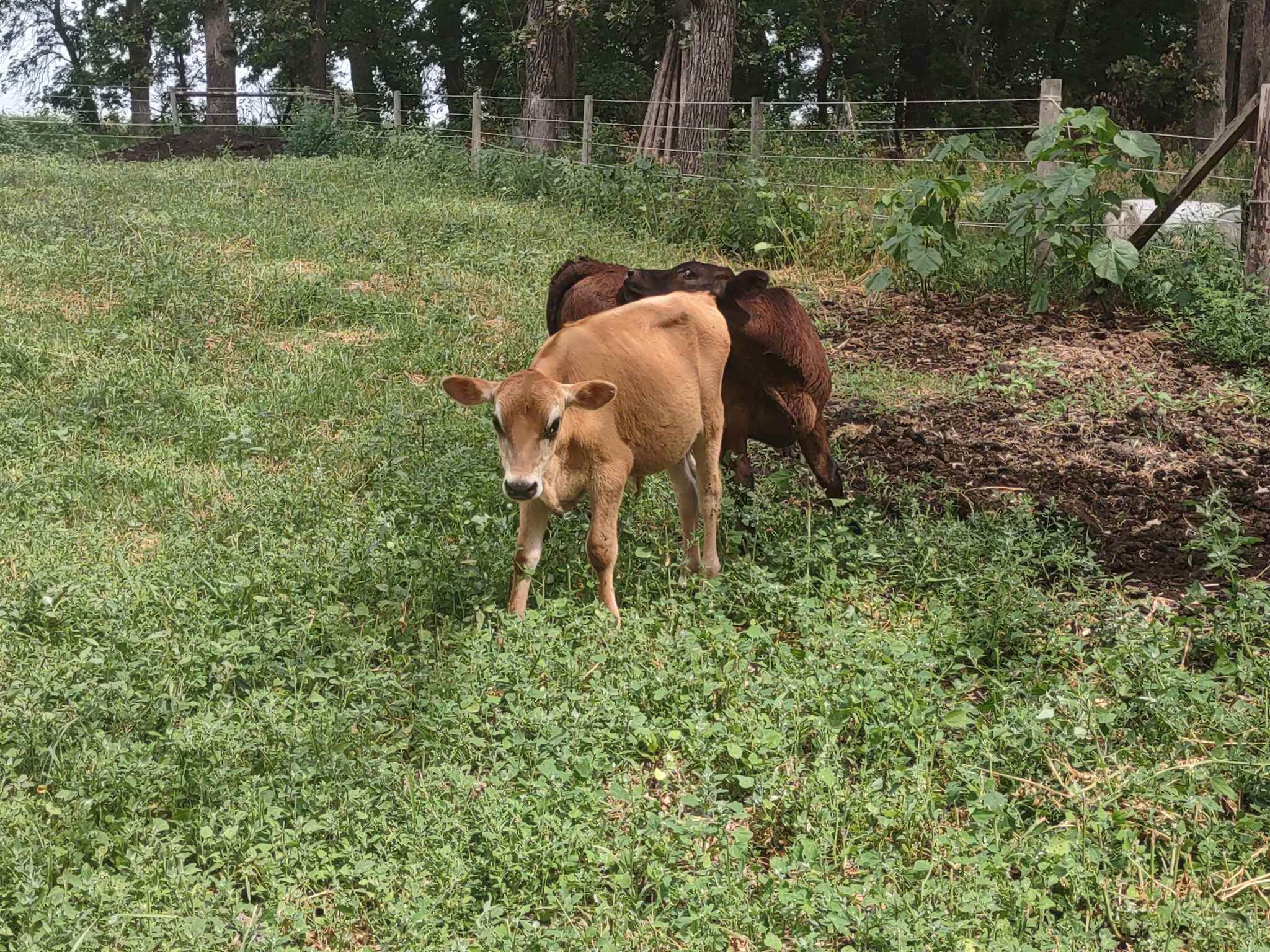 Adorable little cows on the property!