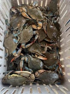 Crabbing off of the dock