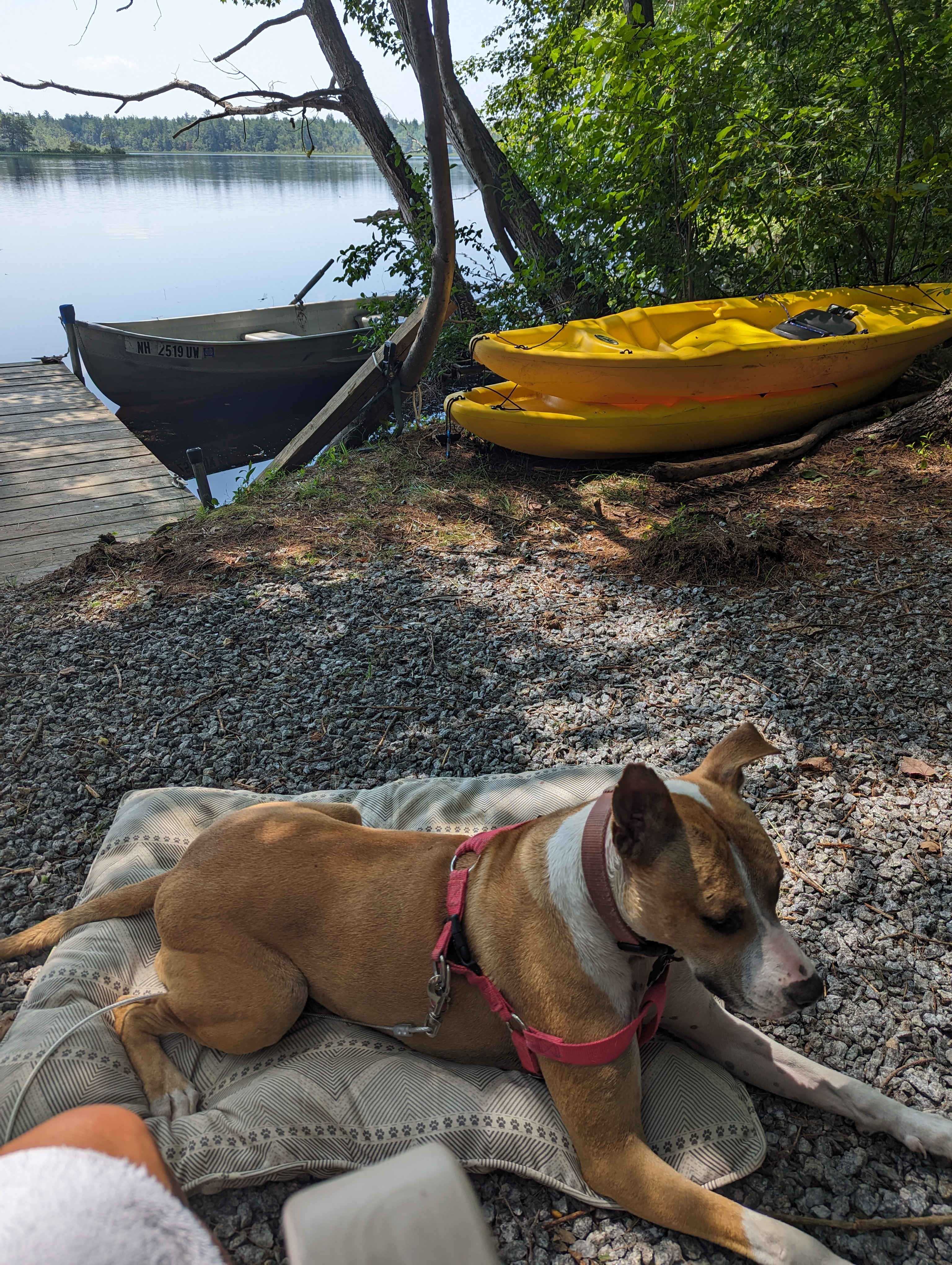 Waterfront Woodsy Glamping