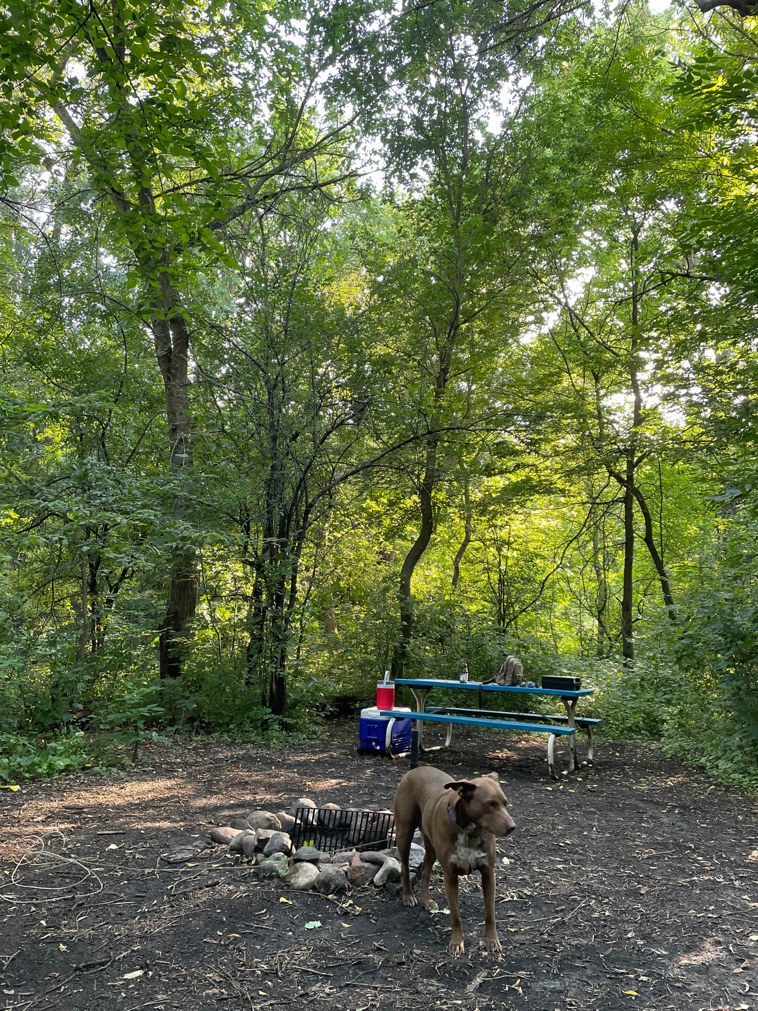 Picture of the site