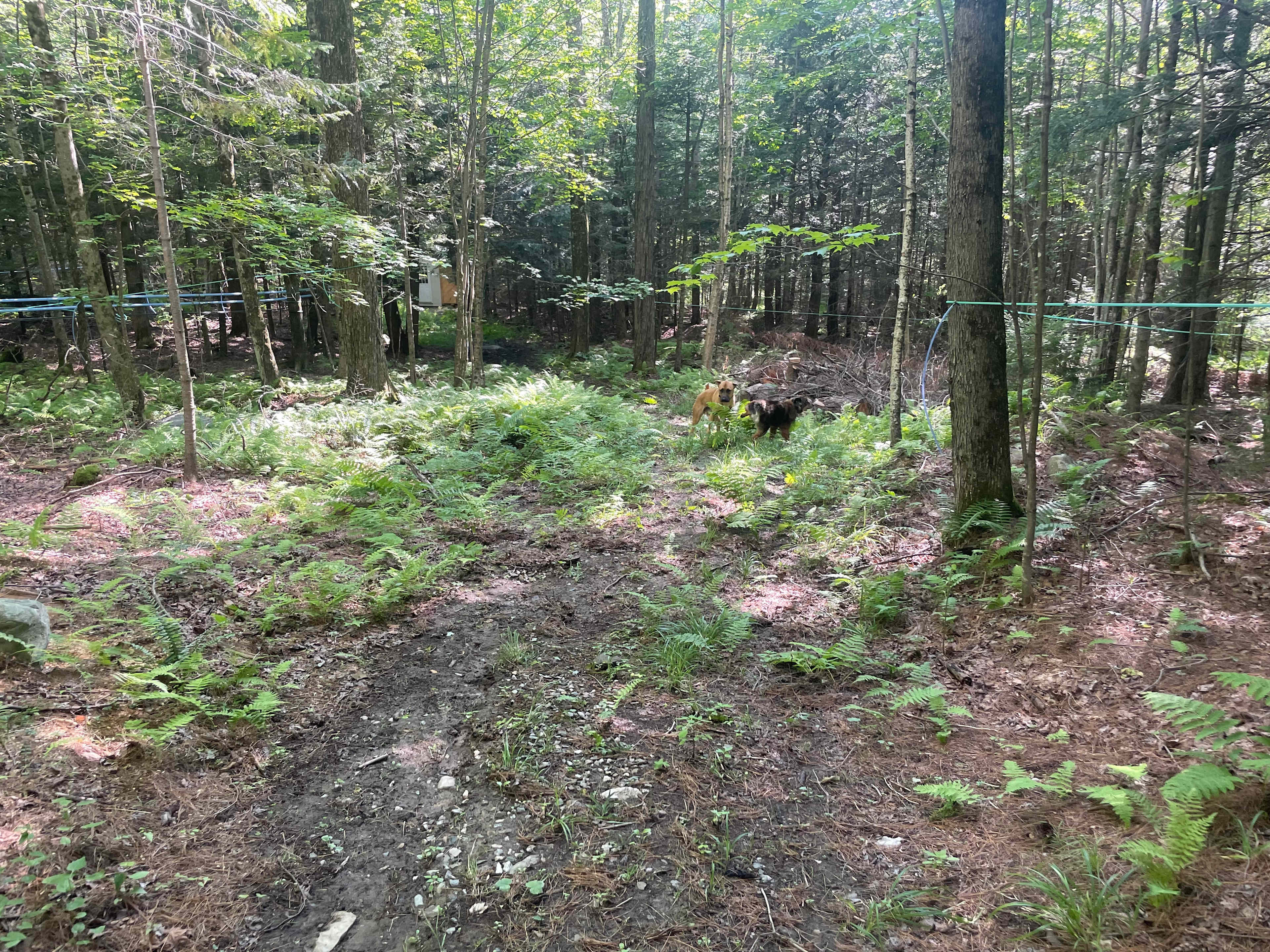 Bear Tree Sugarbush