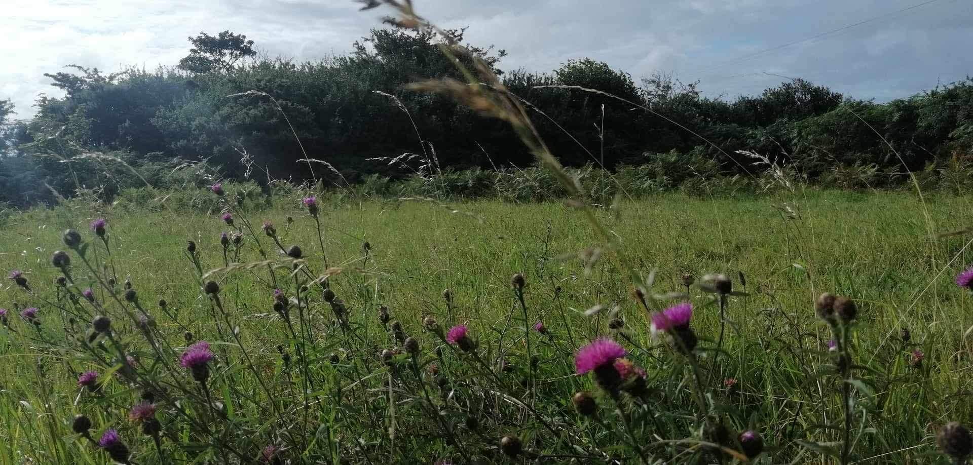 Wild Penllŷn Camping Field