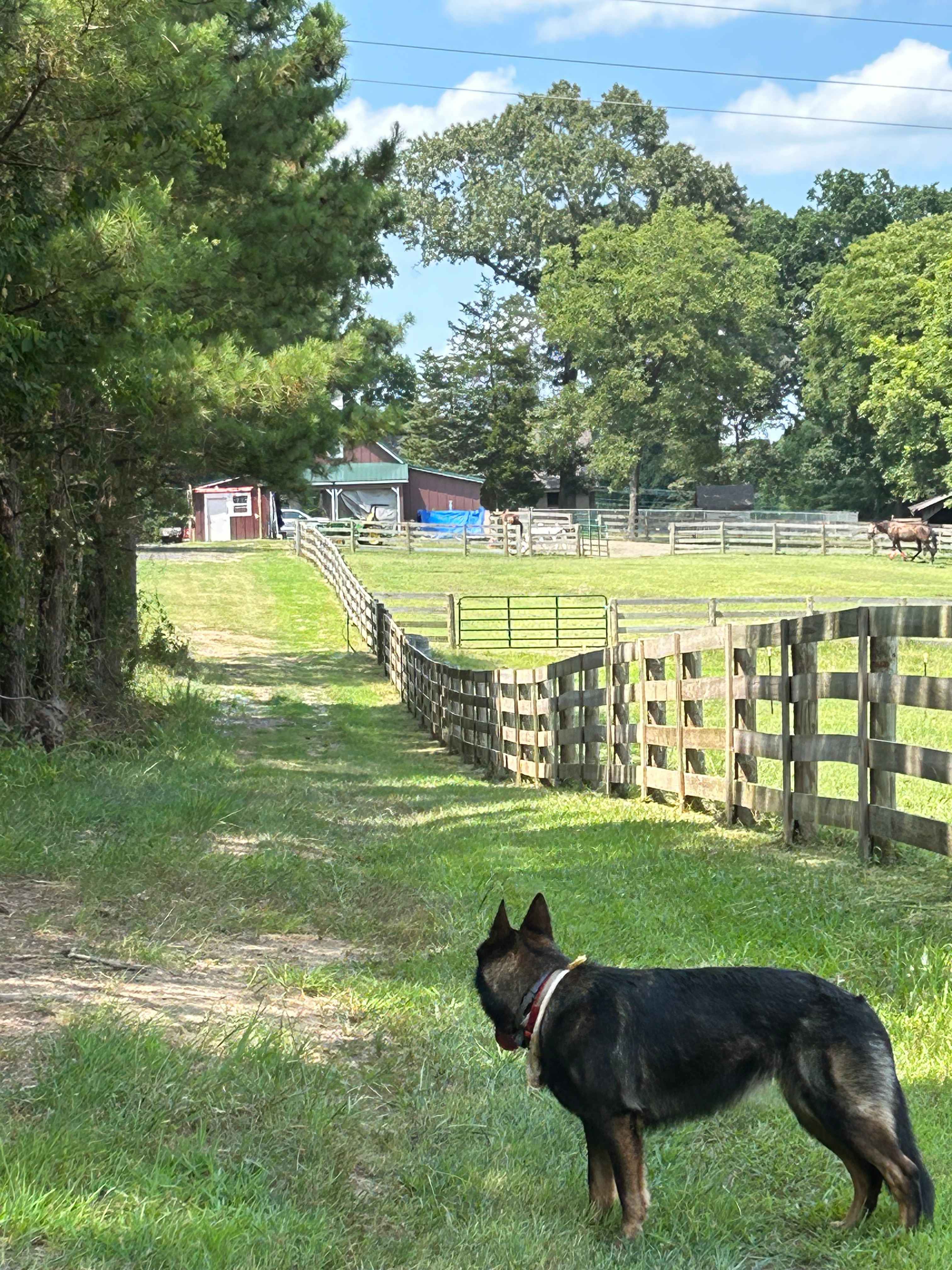 Pritchett Pastures