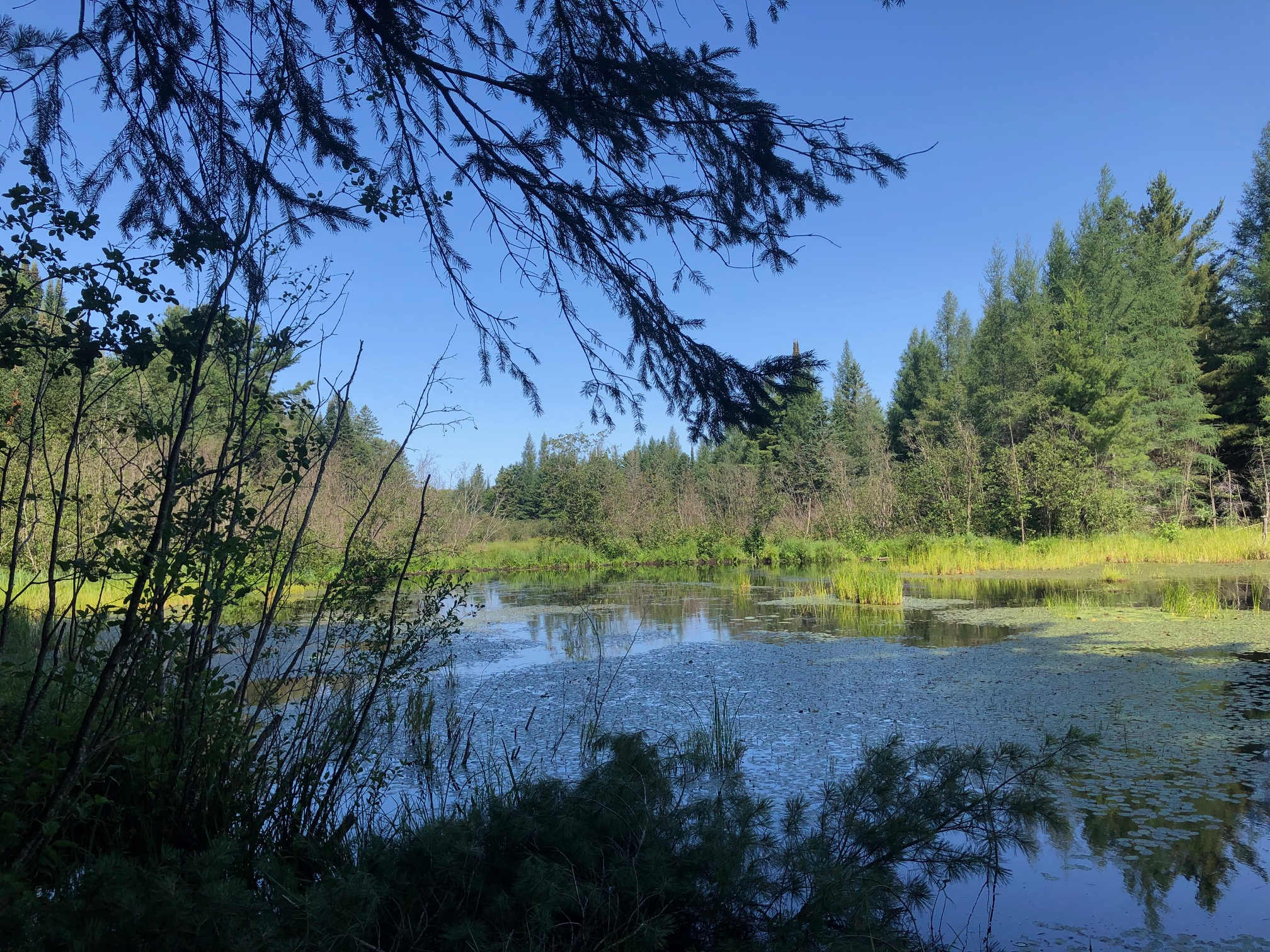 Beaver and duck pond for wildlife viewing. Small part of large wetland / ponds system.   