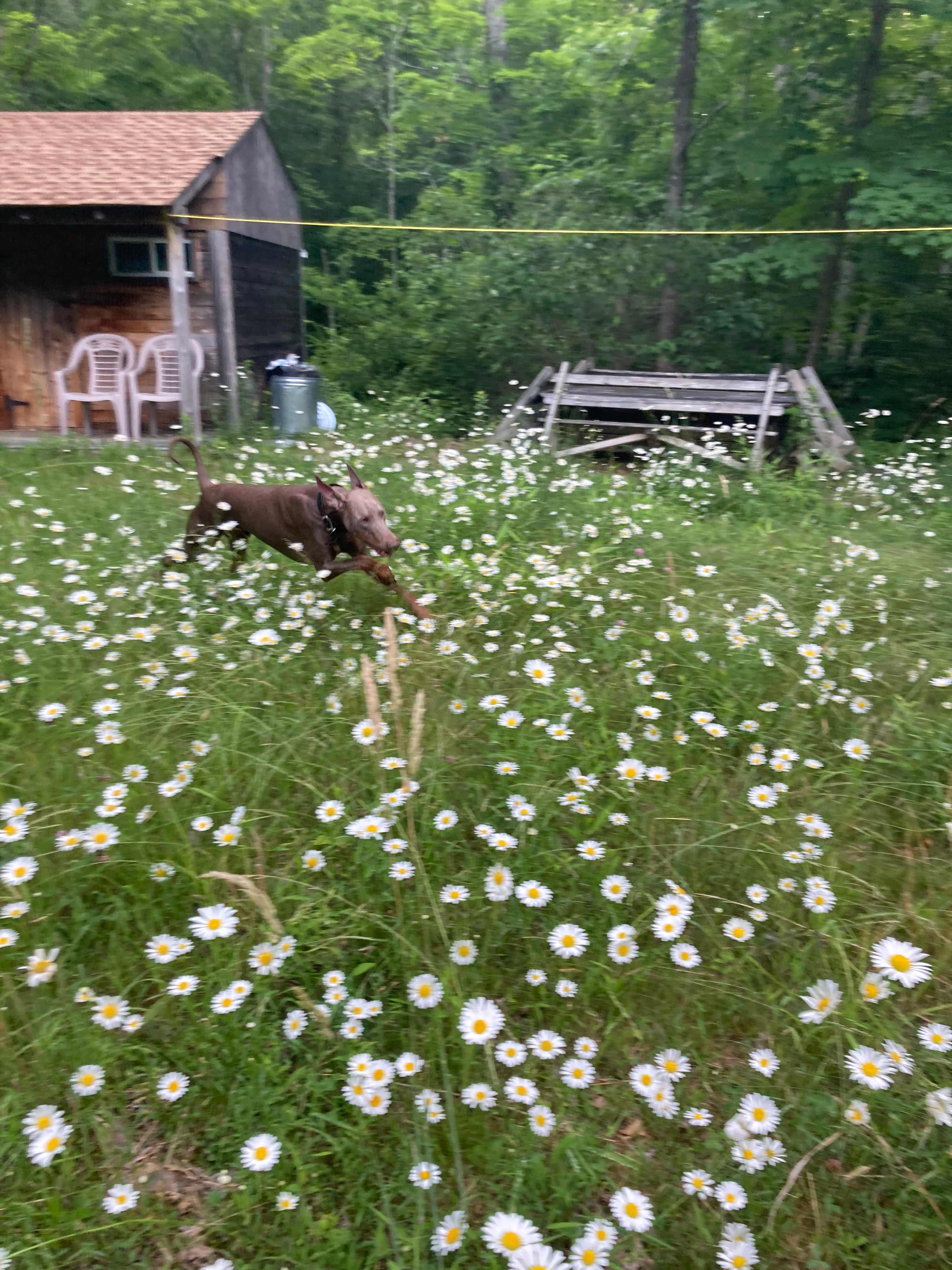 Skunk Hollow
