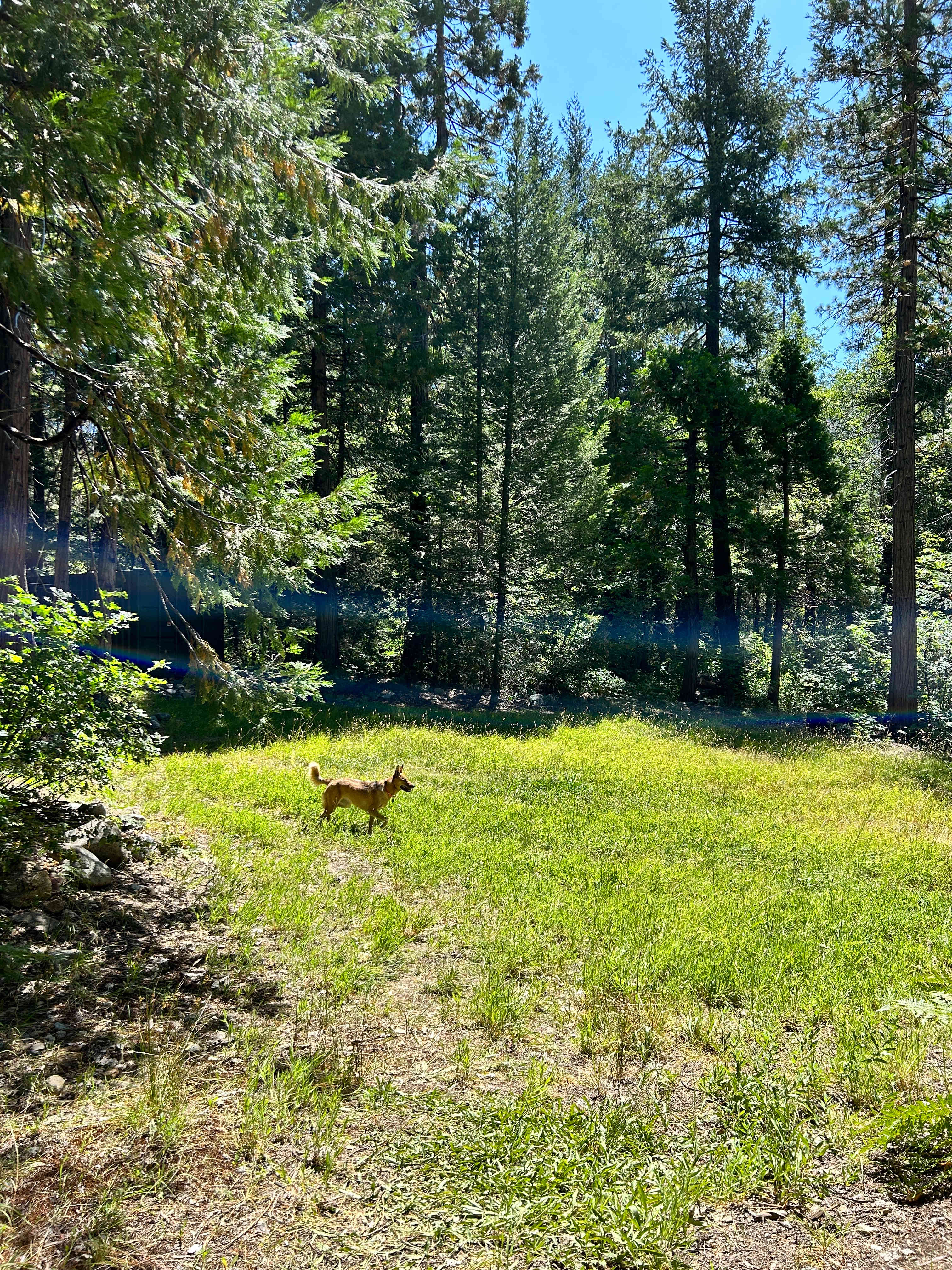 Bright Bear Camp in Tahoe NF