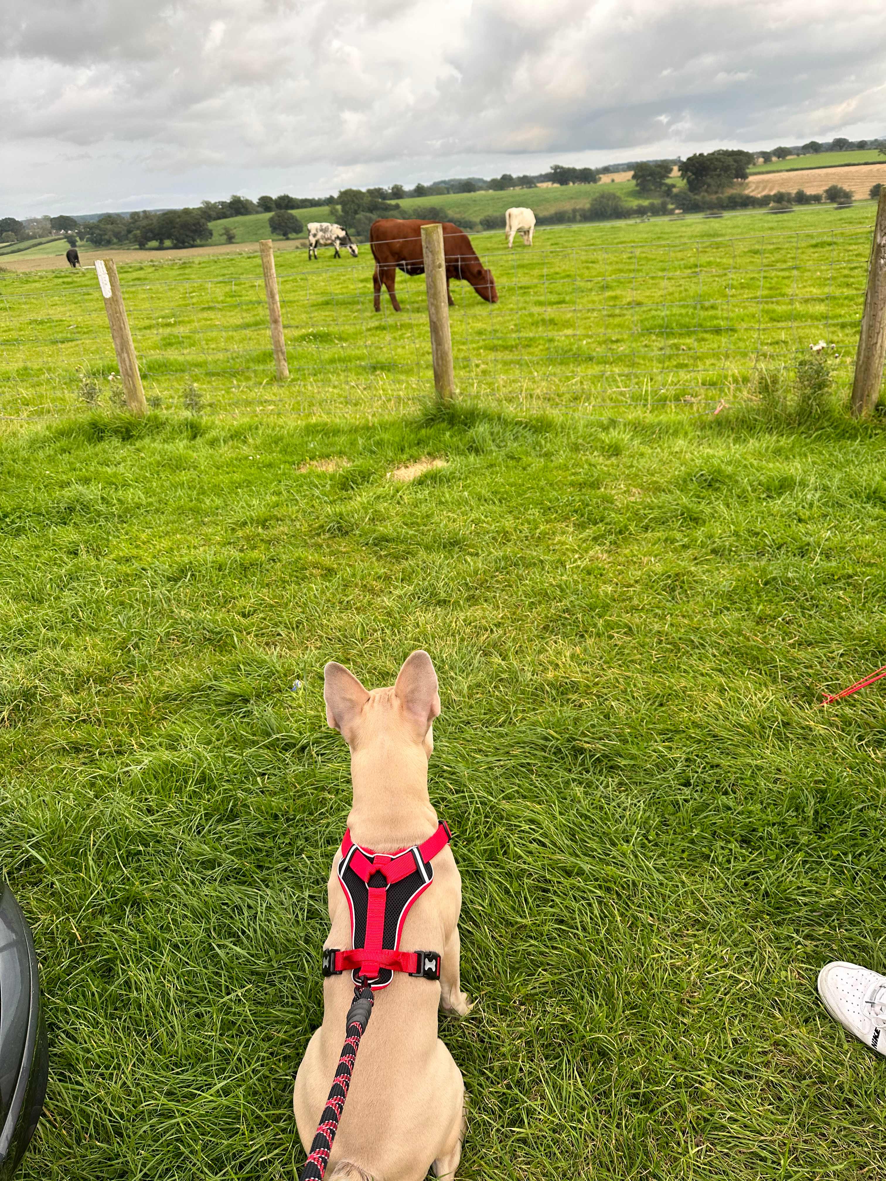 Camping at Cardewlees