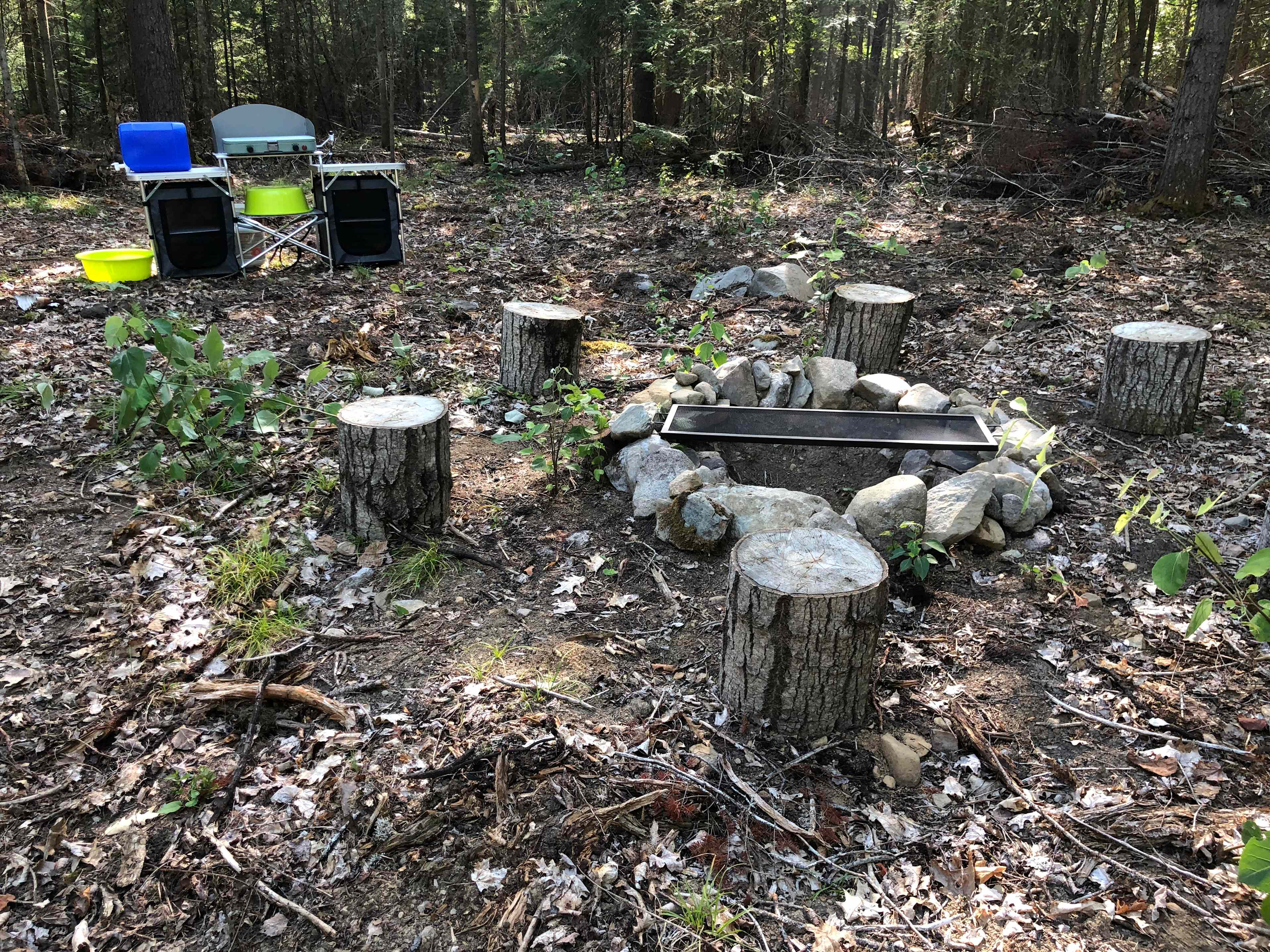 Cathedral Forests