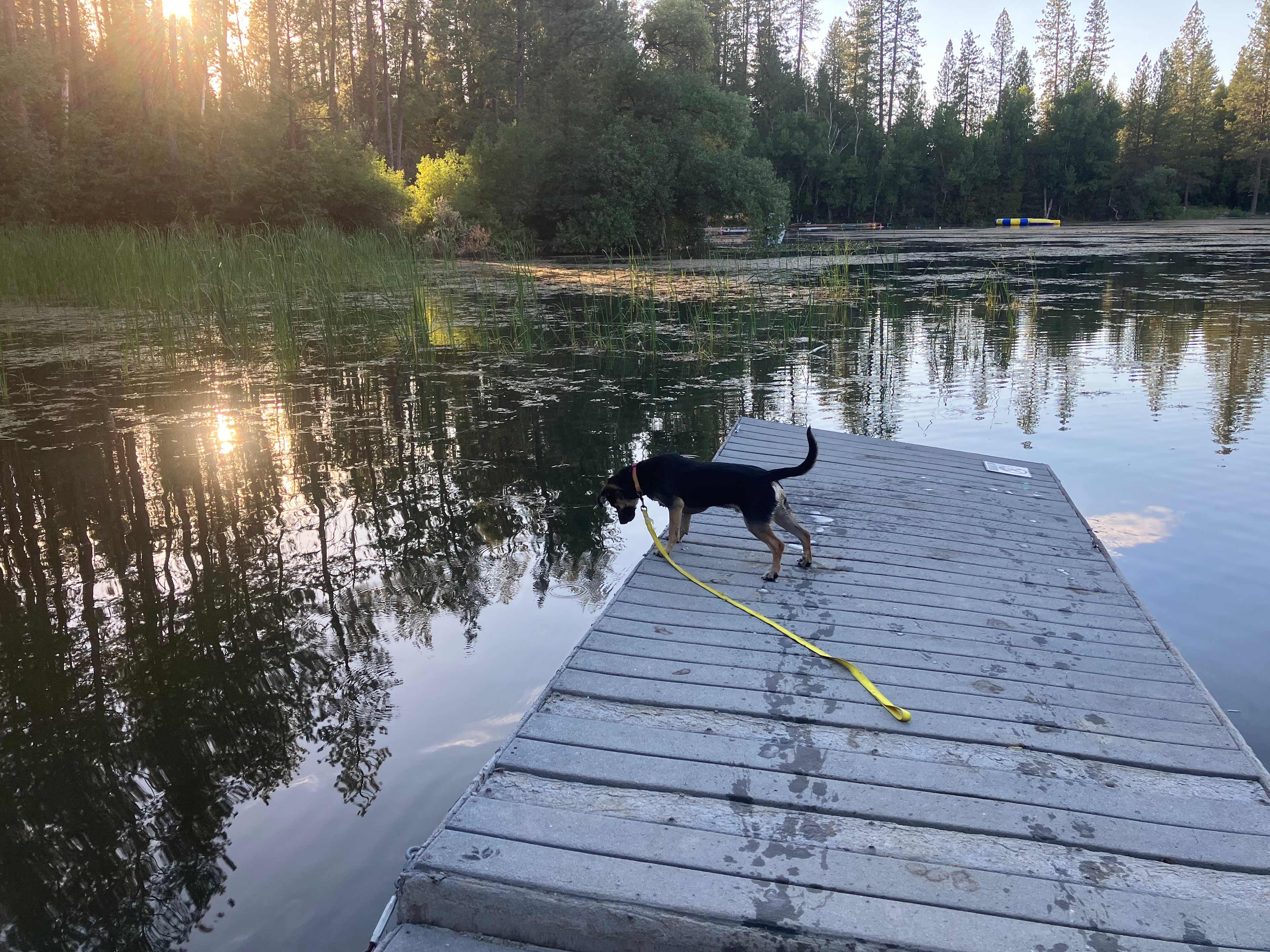 Should I stay or should I JUMP!!! Shilo He jumped! First time in water! lol!!!
