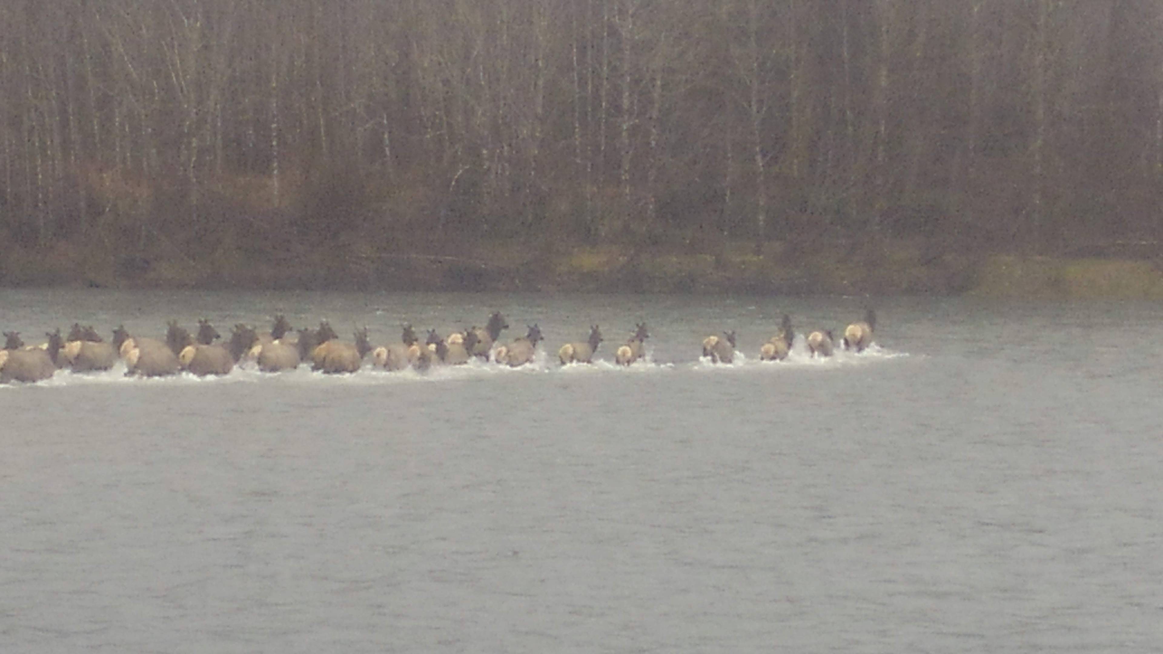 Elk Crossing