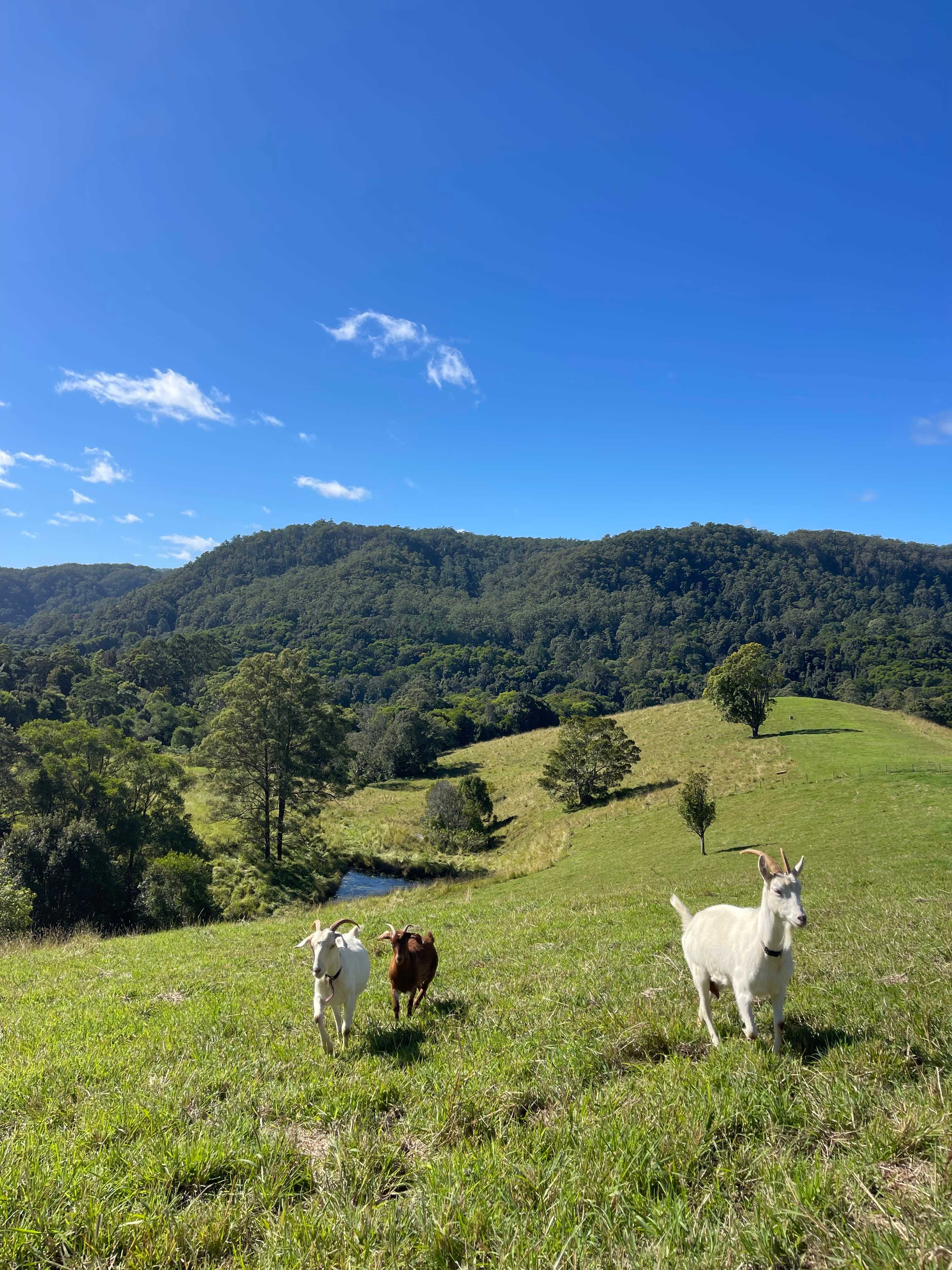 Amari Farms