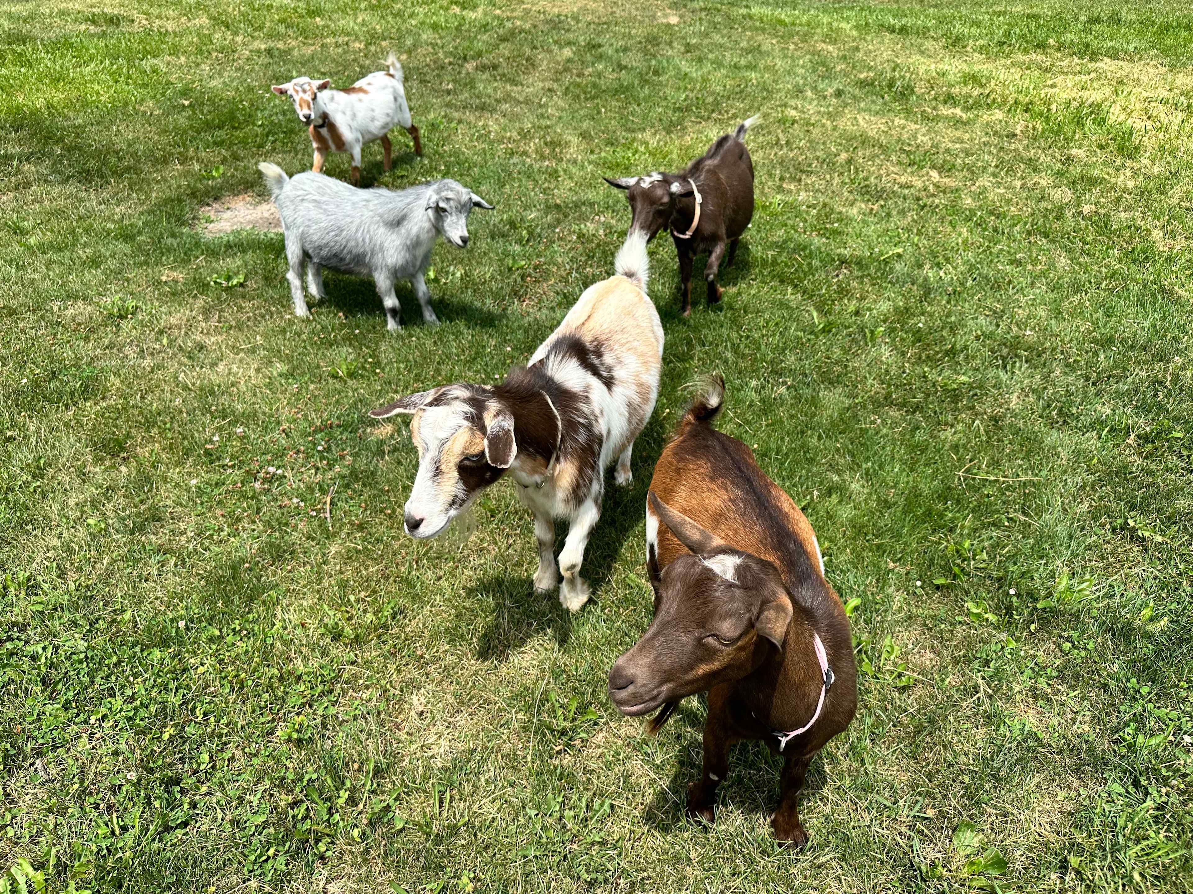 Acacia Farms
