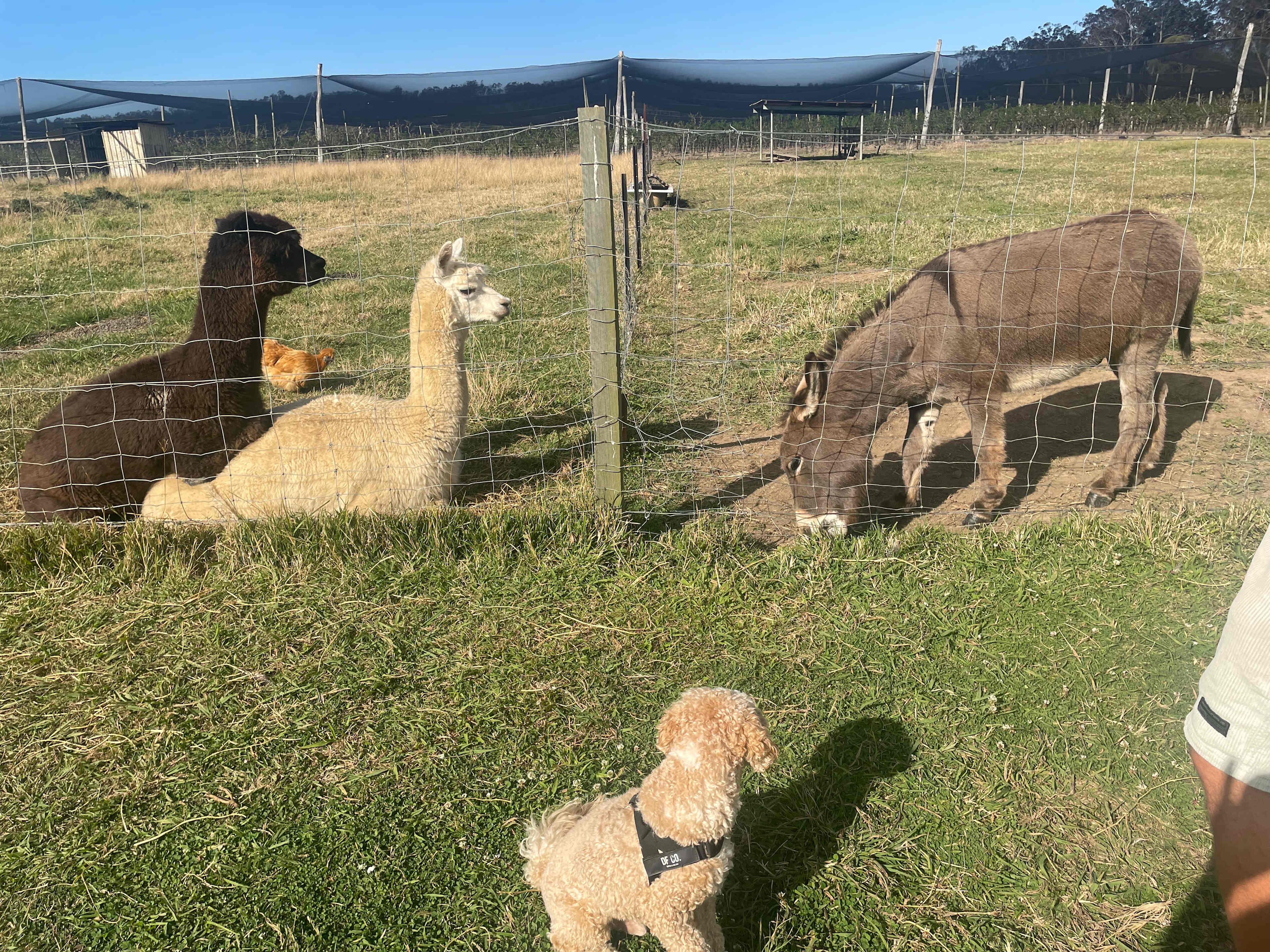 The Peach Farm