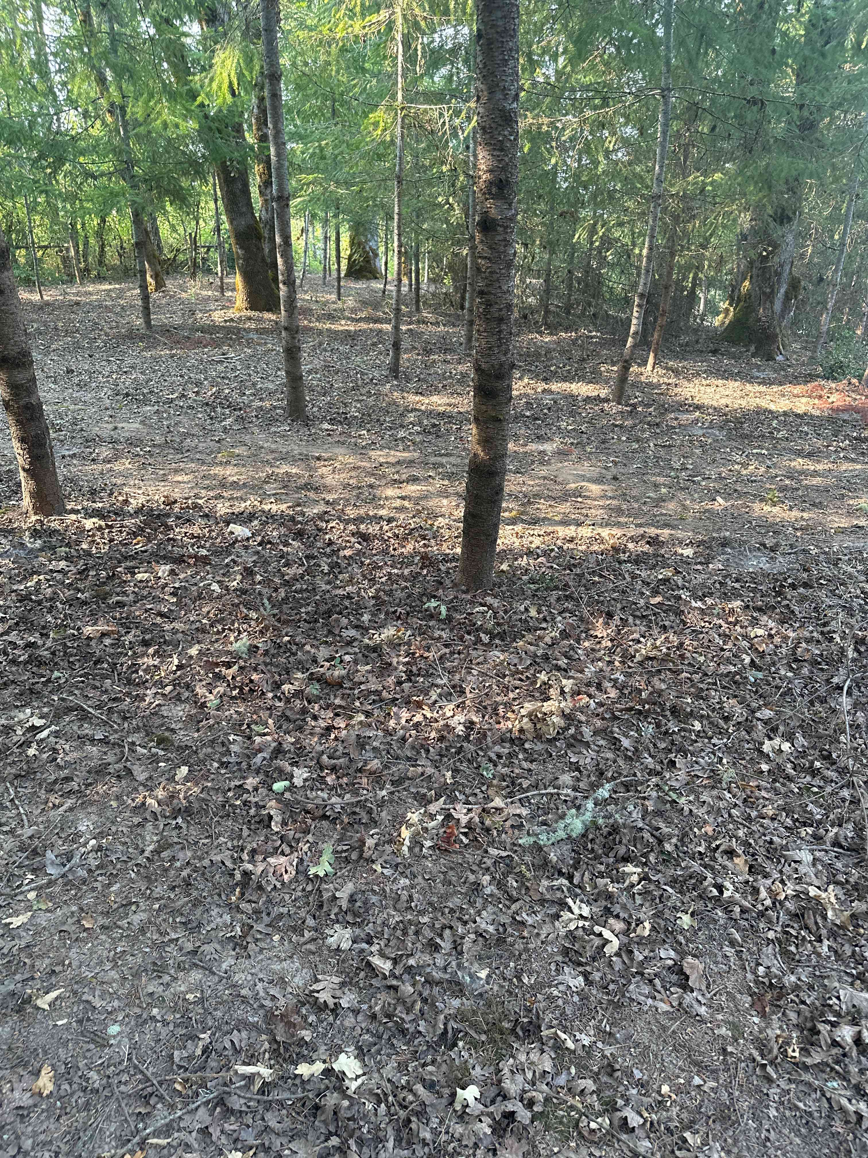 Razey acres
