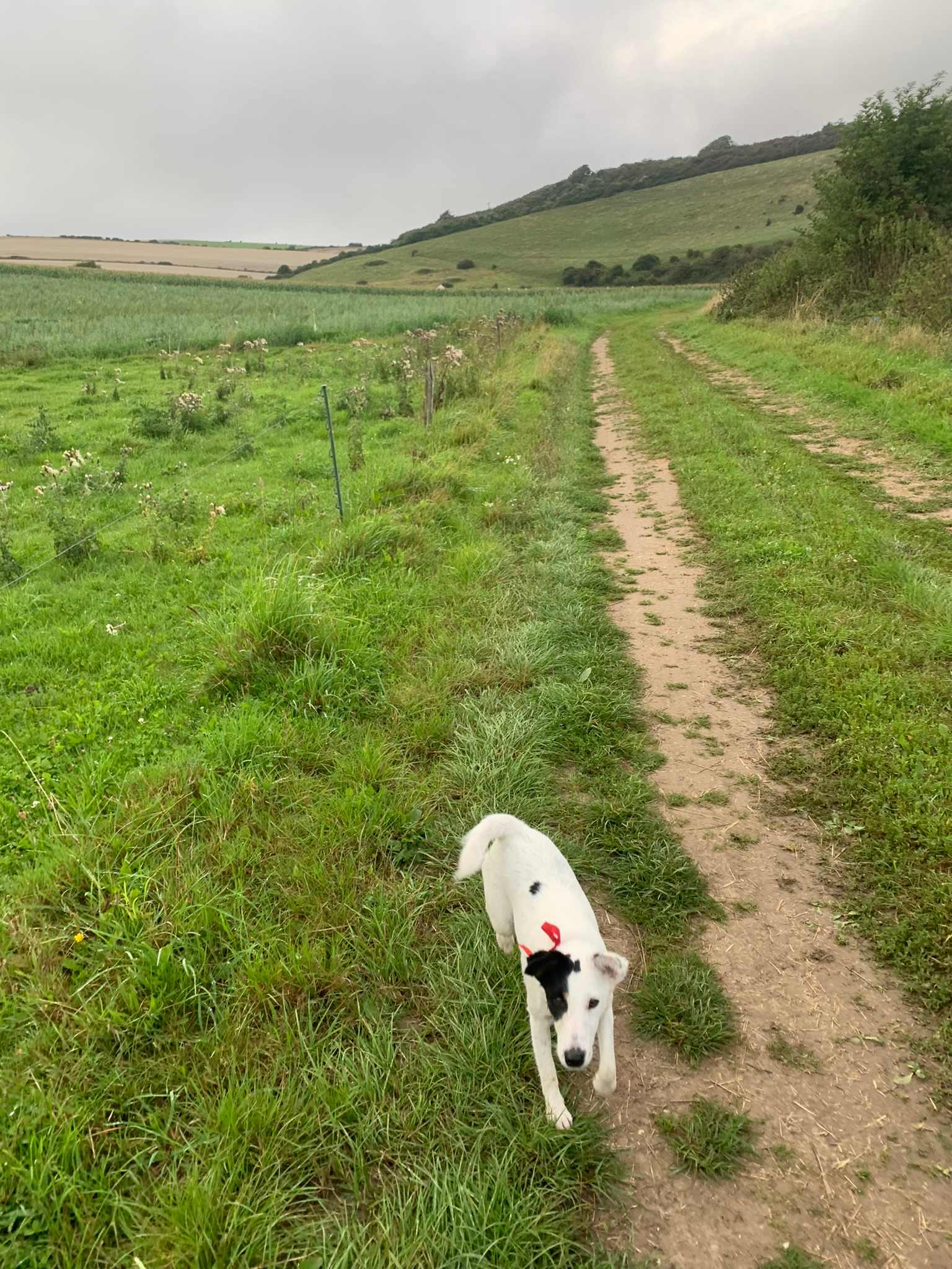 Beau and Bell at South Farm