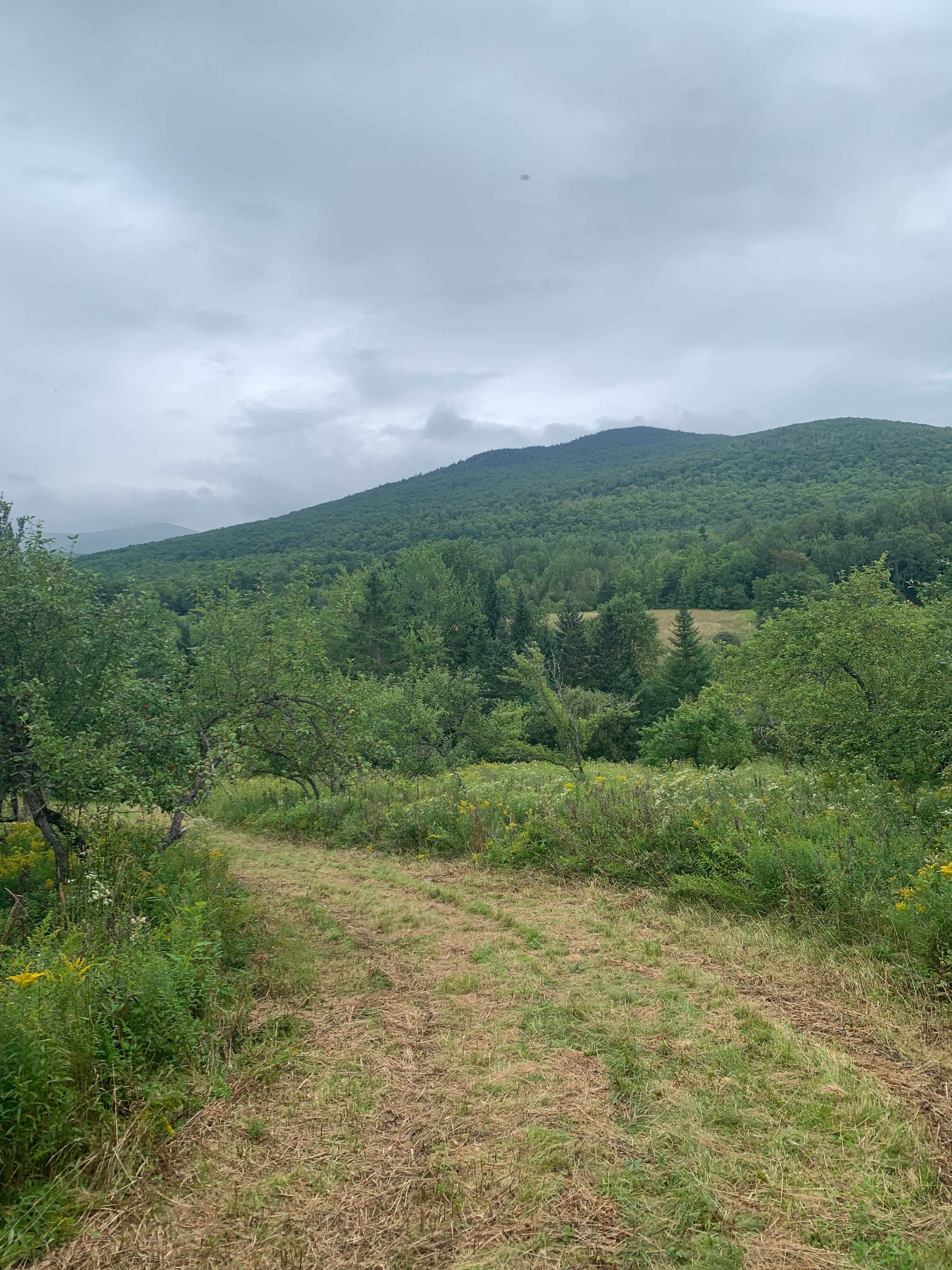 Mount Cabot Maple