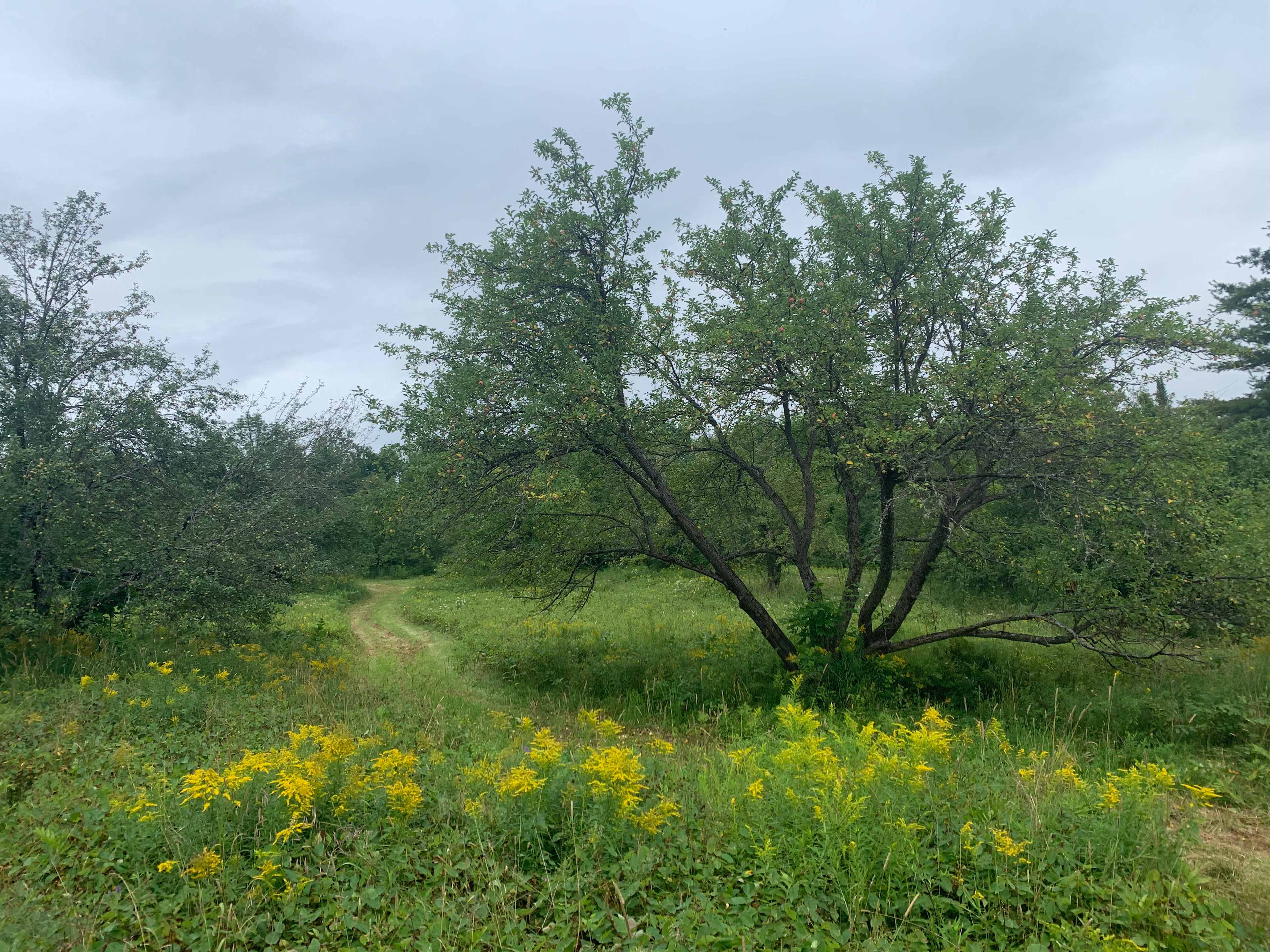 Mount Cabot Maple
