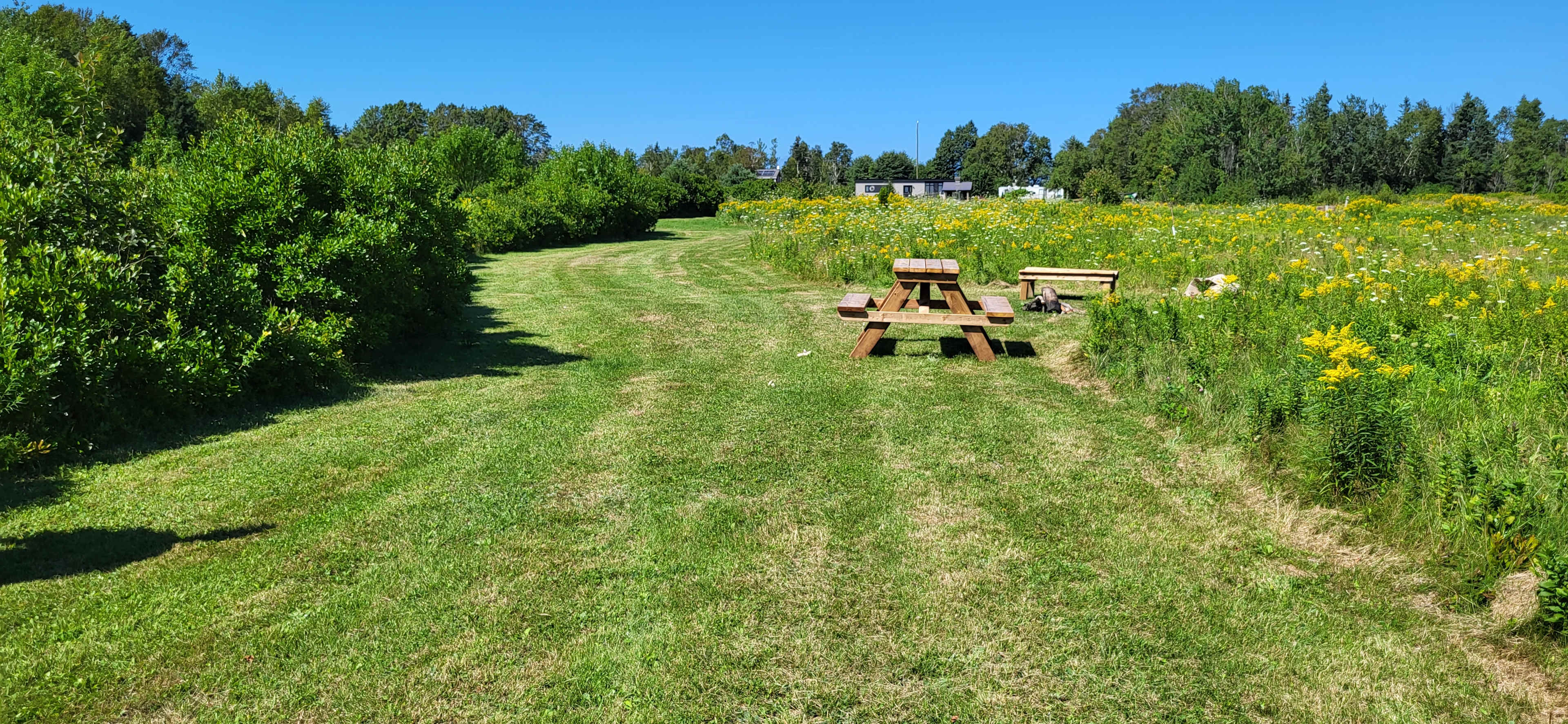 Picture of the site