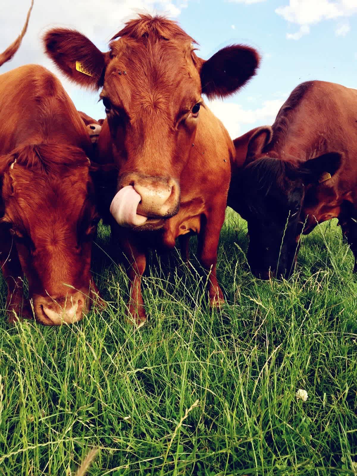 Dexter cattle