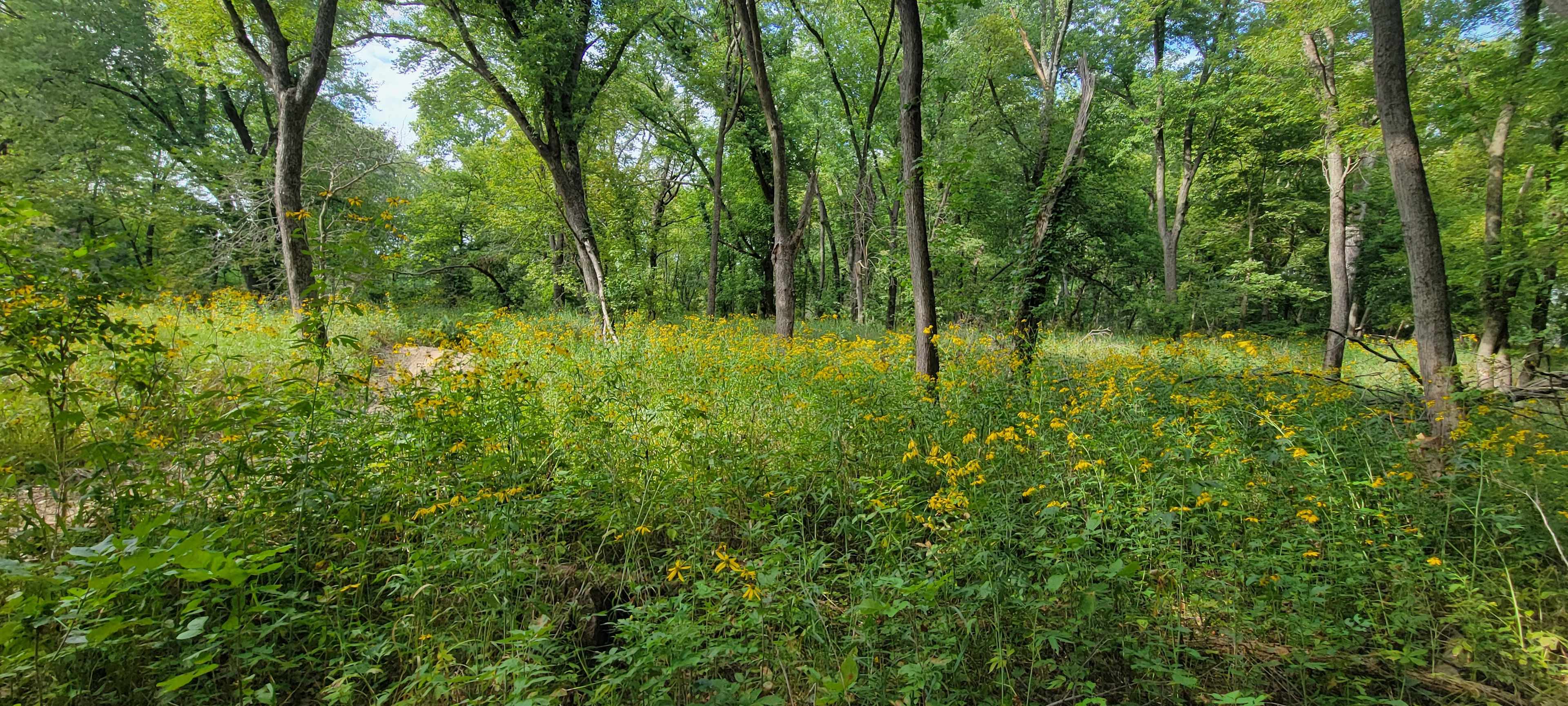 Picture of the site