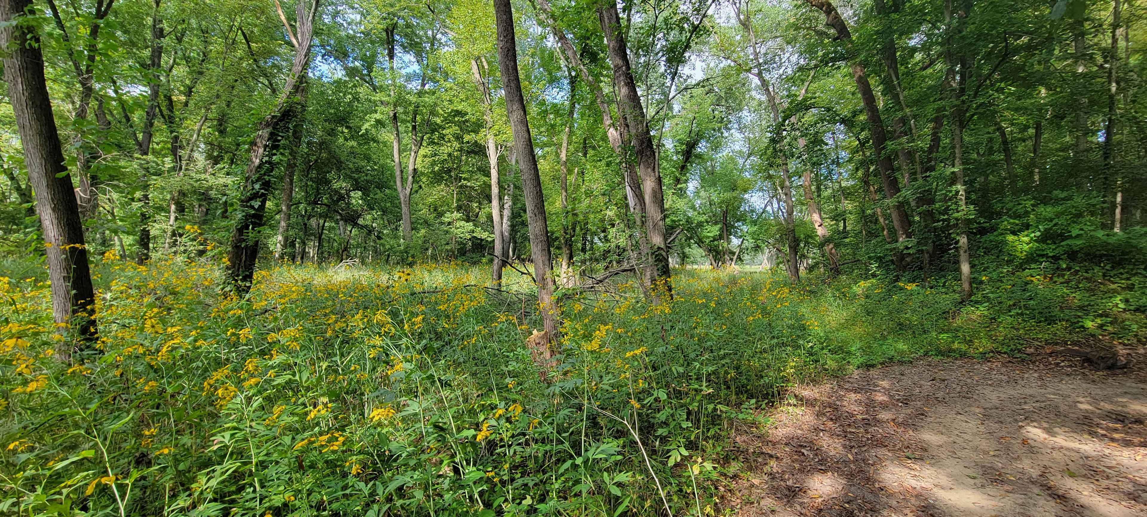 Picture of the site