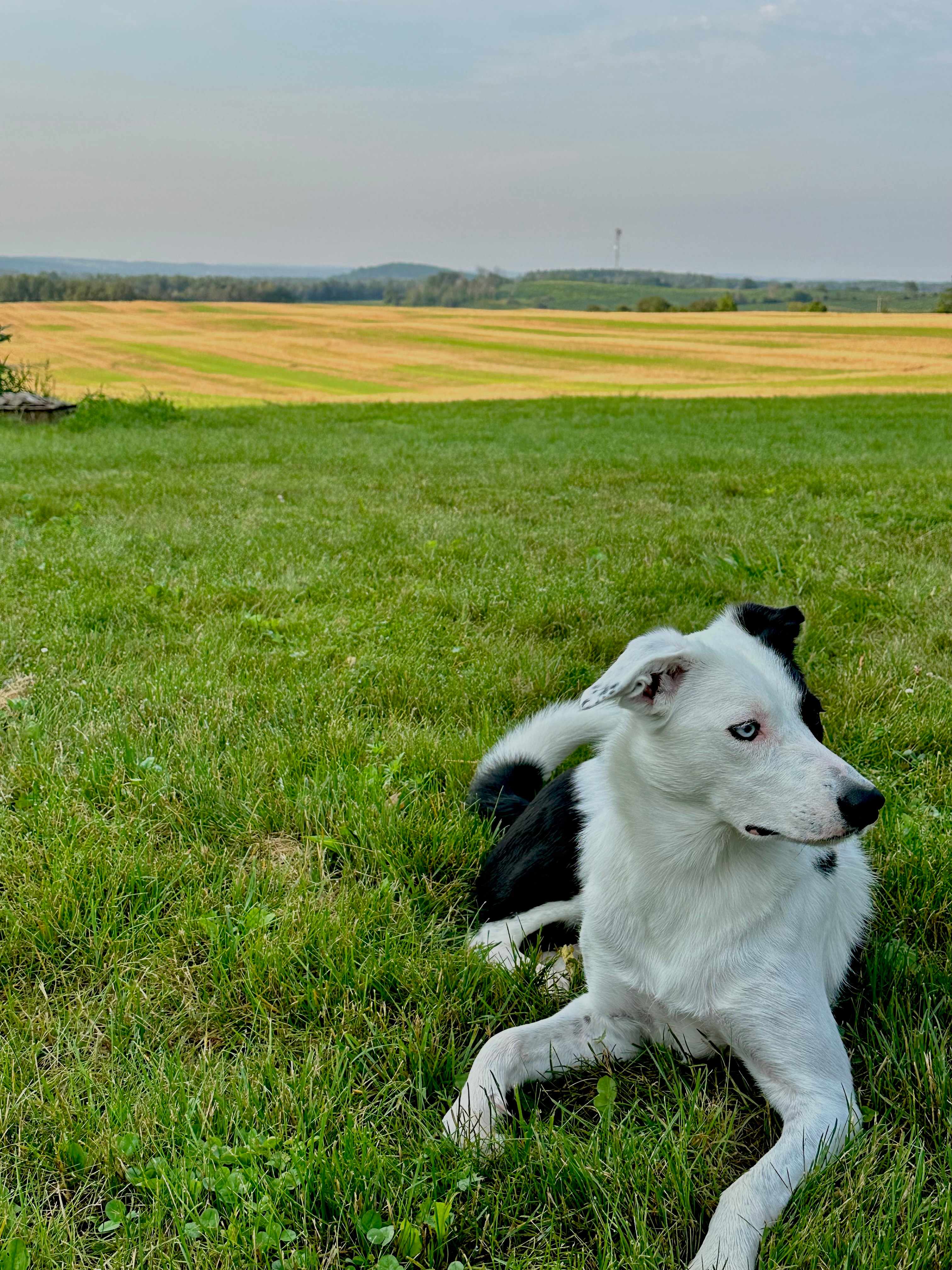 Farm with Views