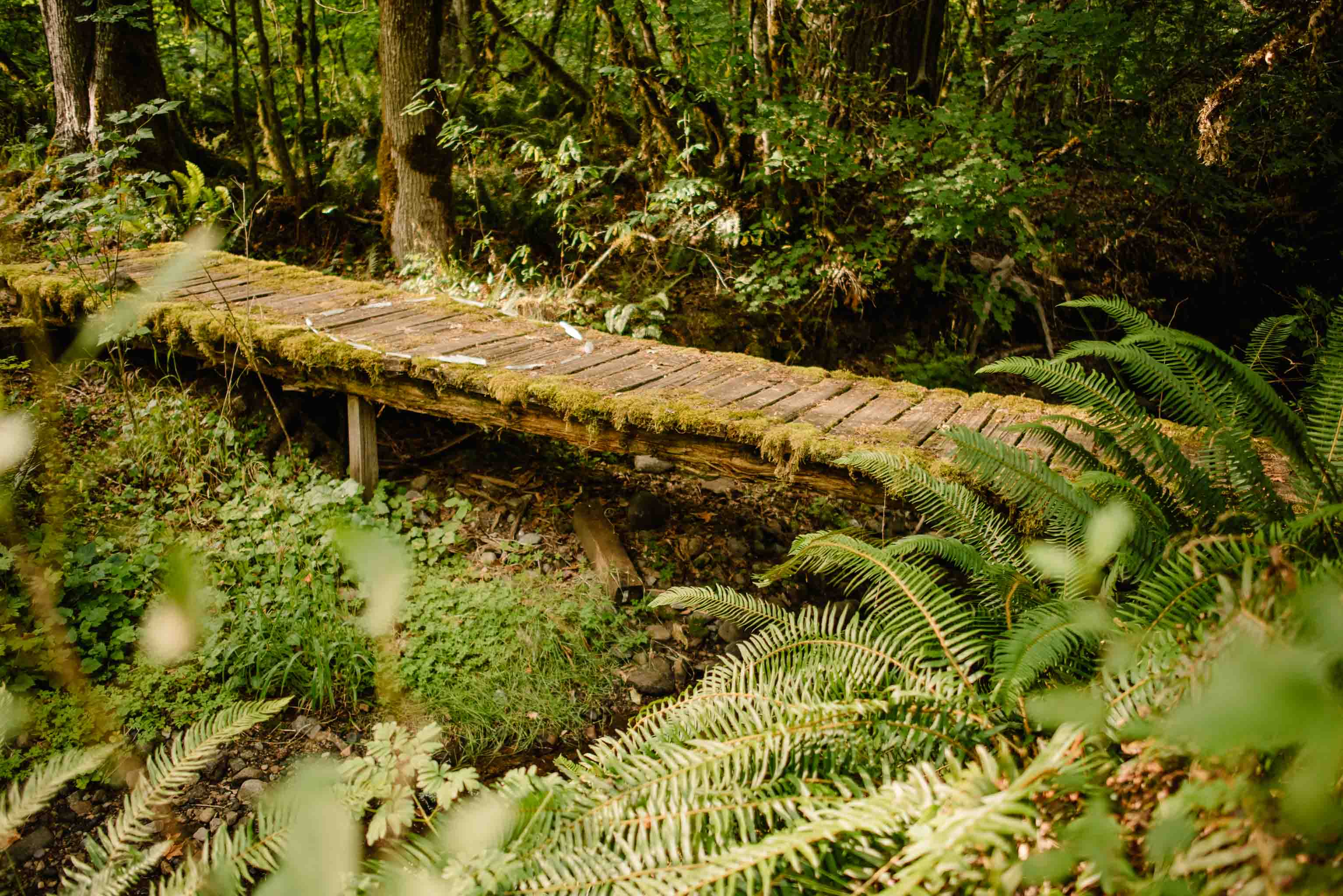 anther bridge on the trails