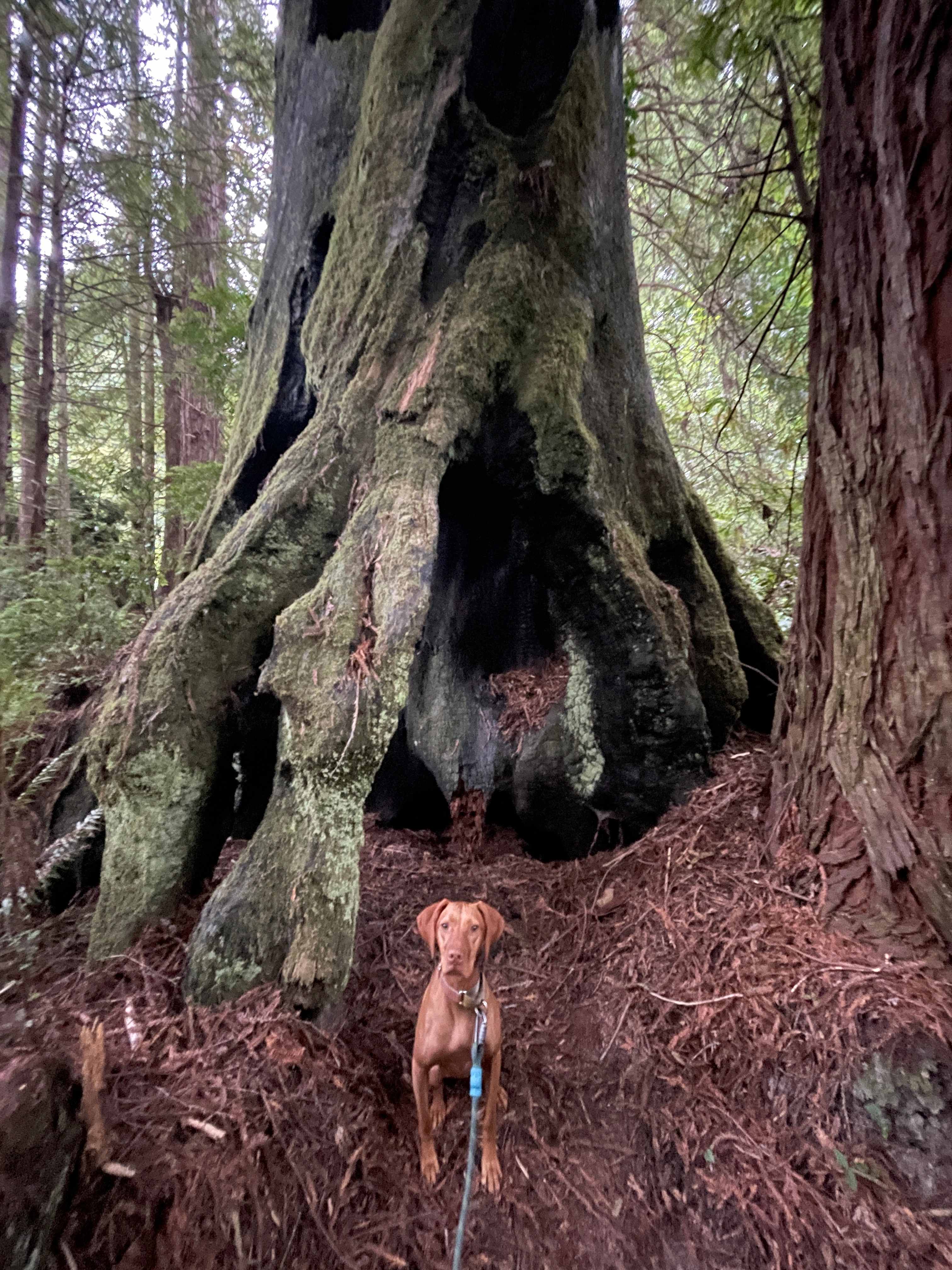 The Fairy Forest