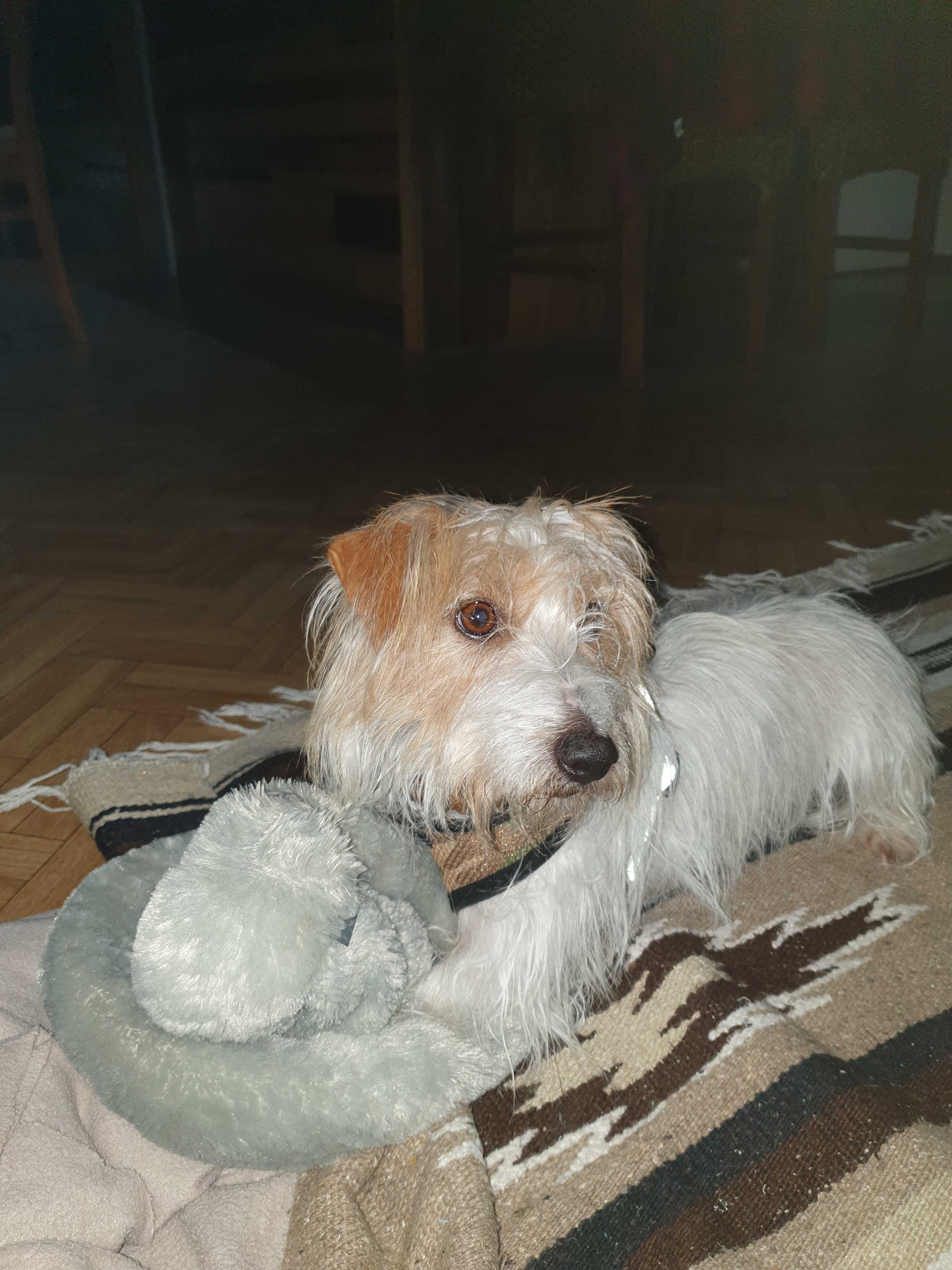 The monster Jack  Russell,  making her self at home, loved the mat...
