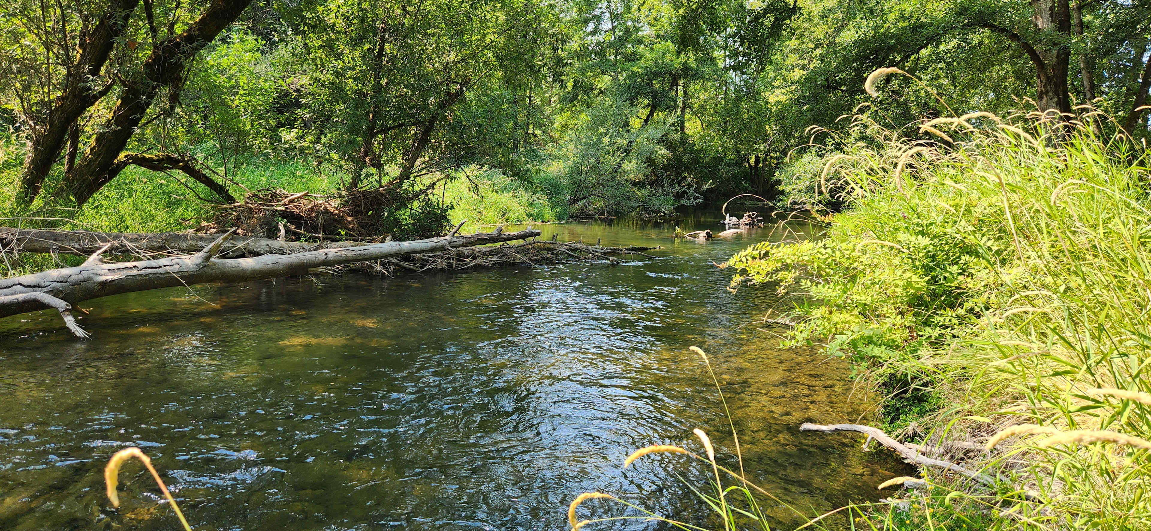 Santiam Serenity