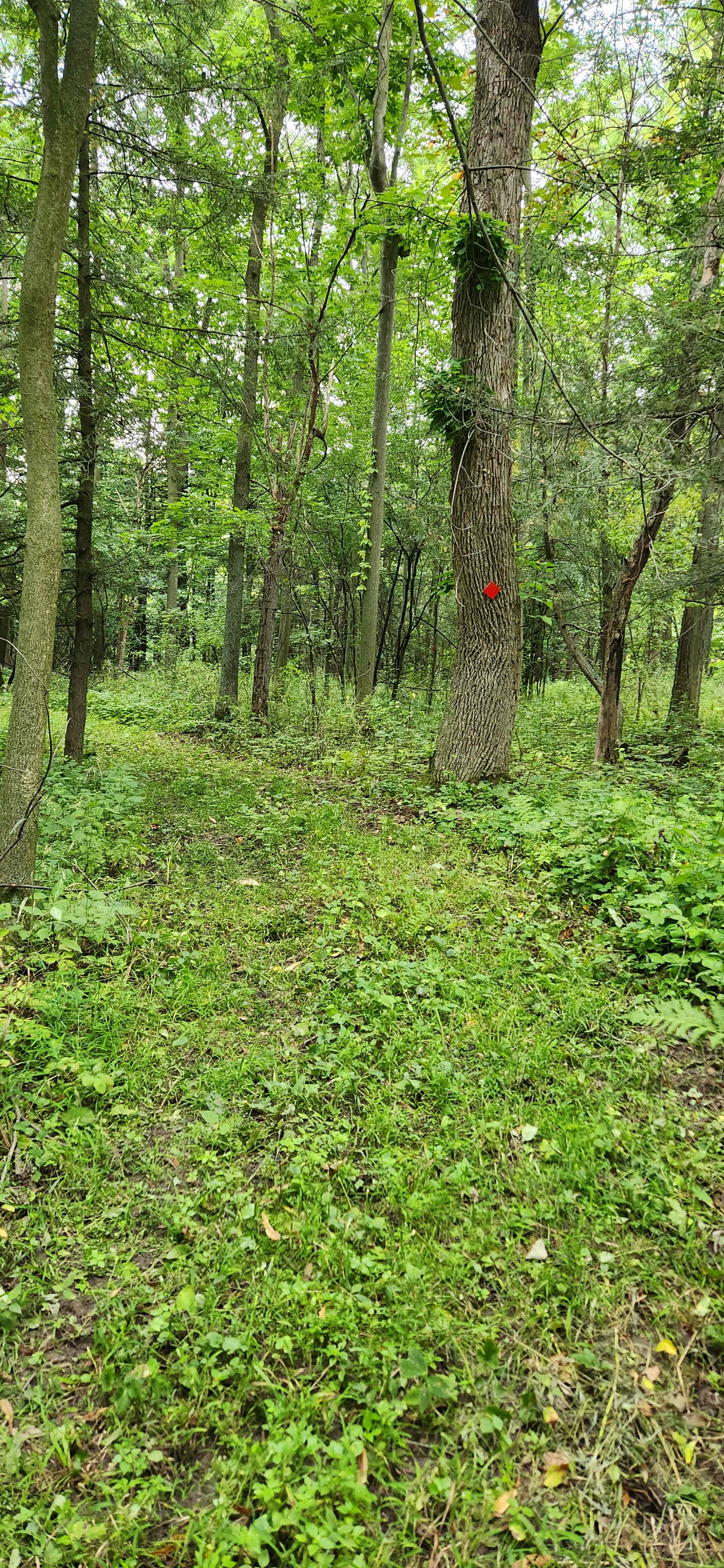 Hiking trails are groomed and blazed. Ready for forest bathing!