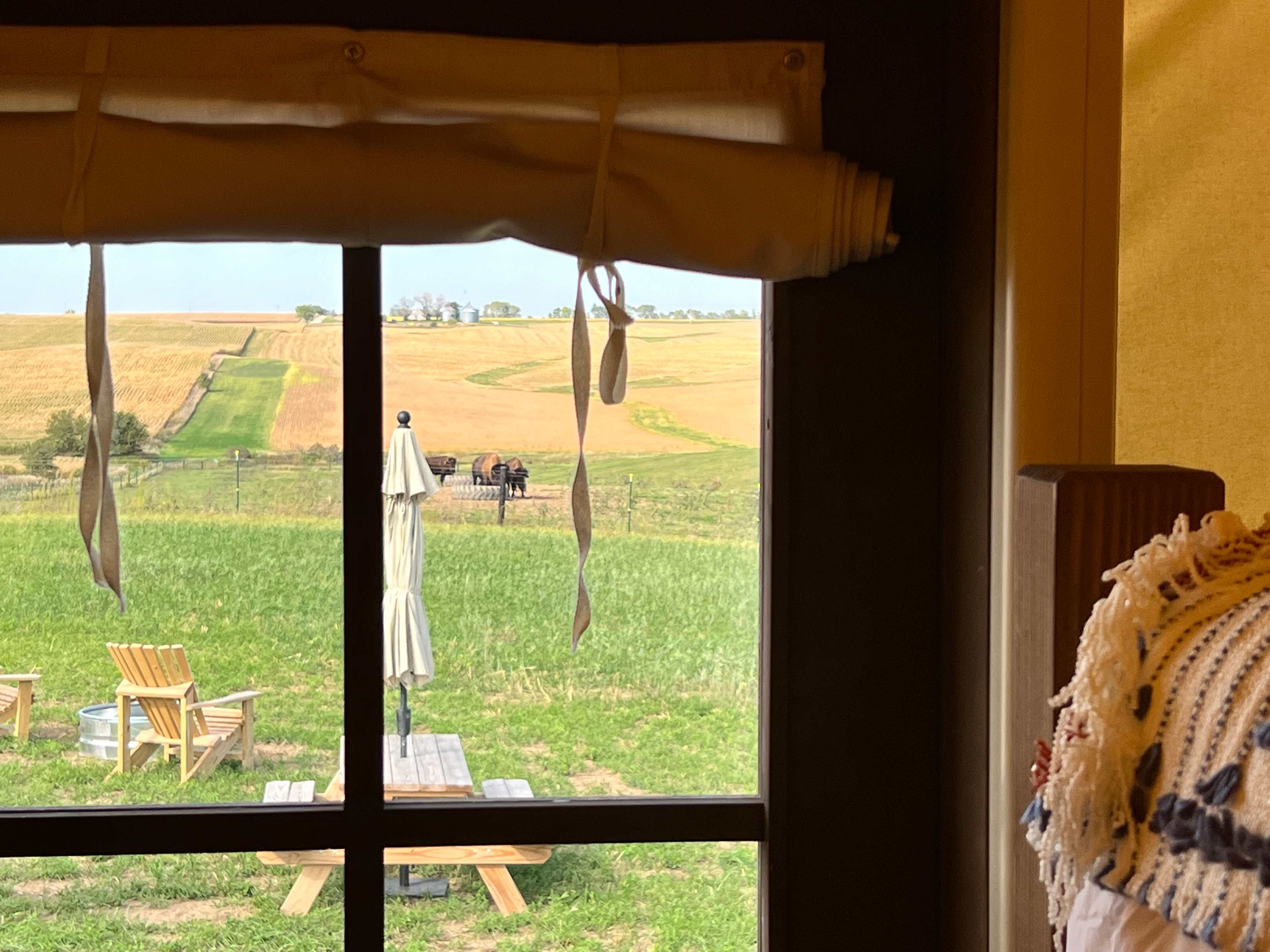 I peep Bison out the window