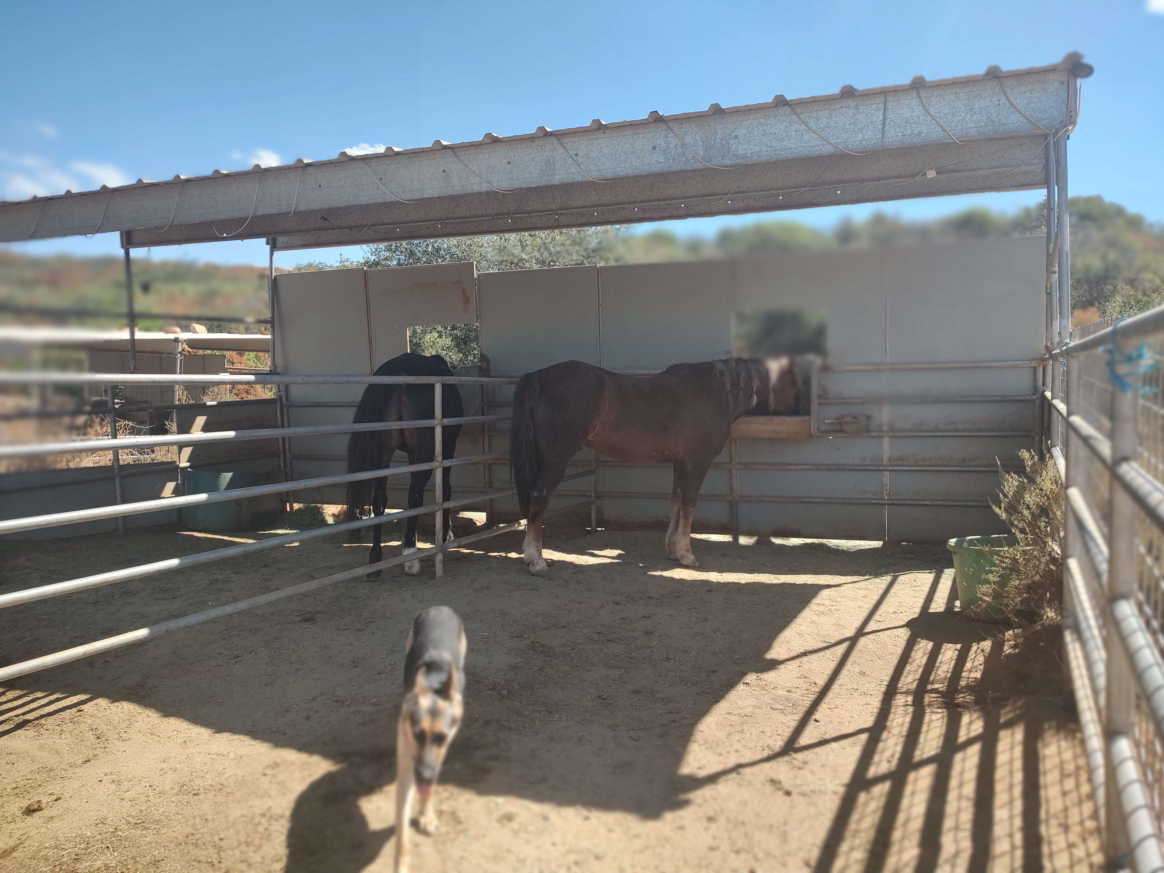 My horses and dog.
