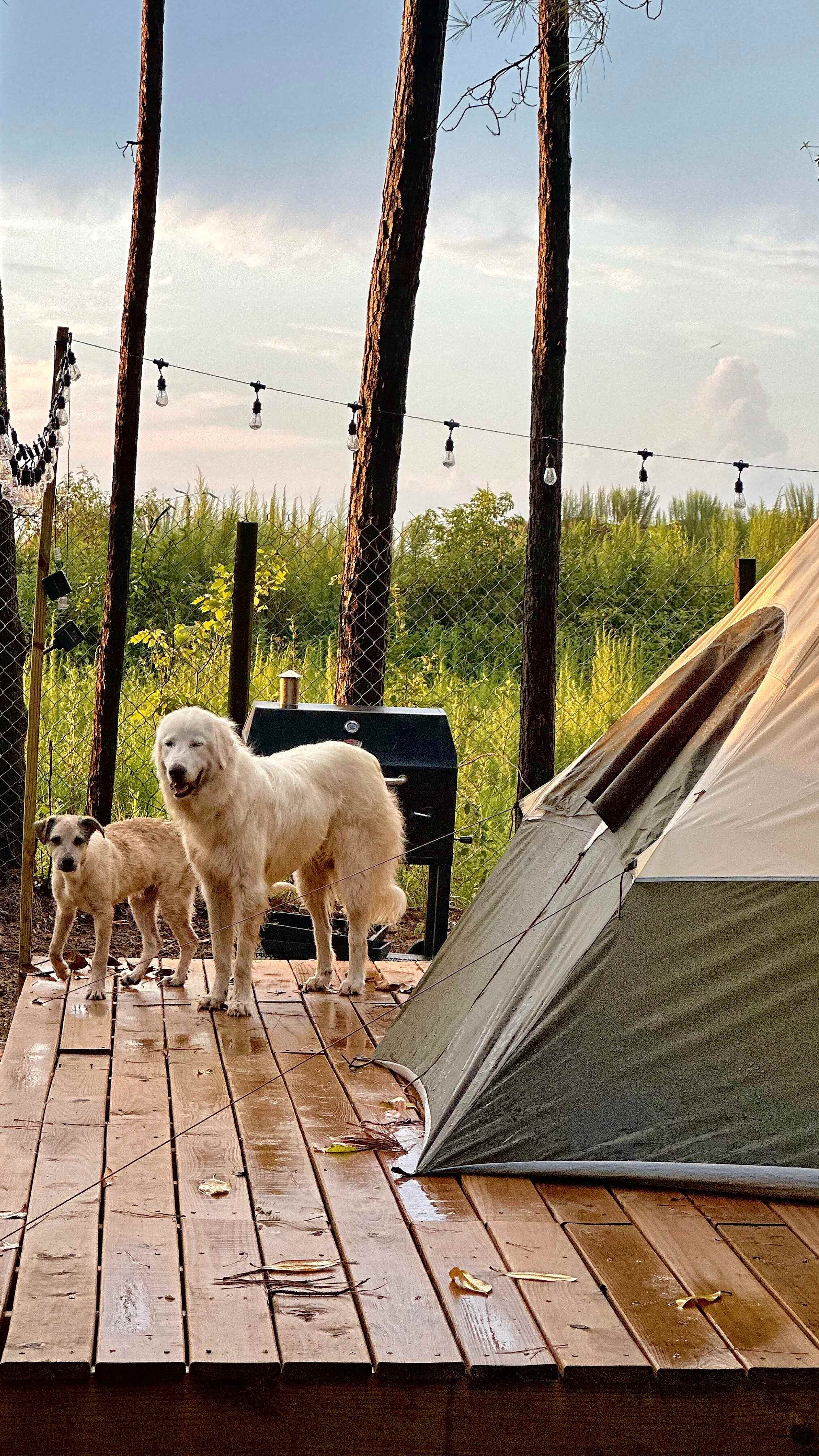 Off The Grid Animal Rescue Retreat