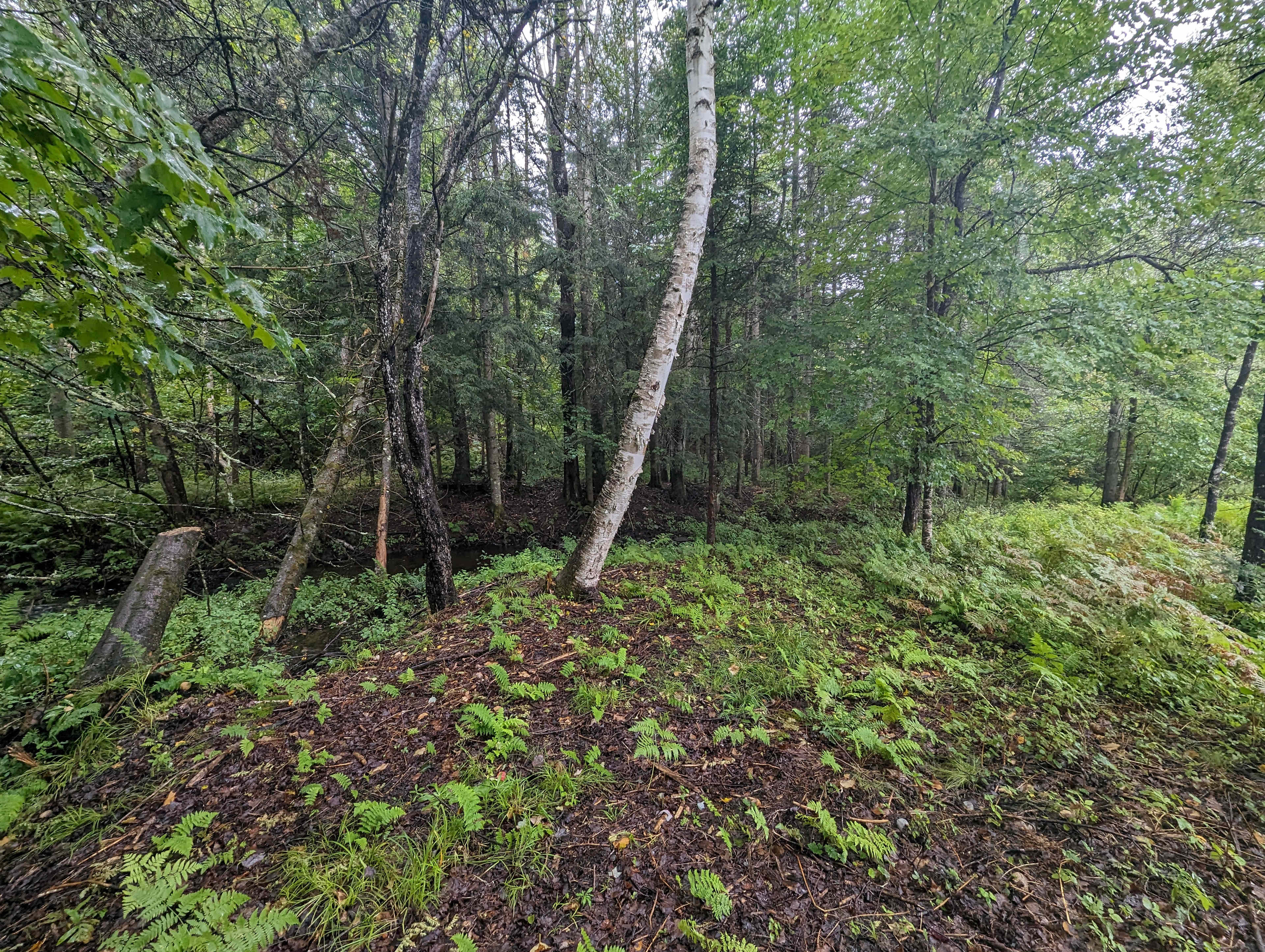 Deer Bear Mountain View