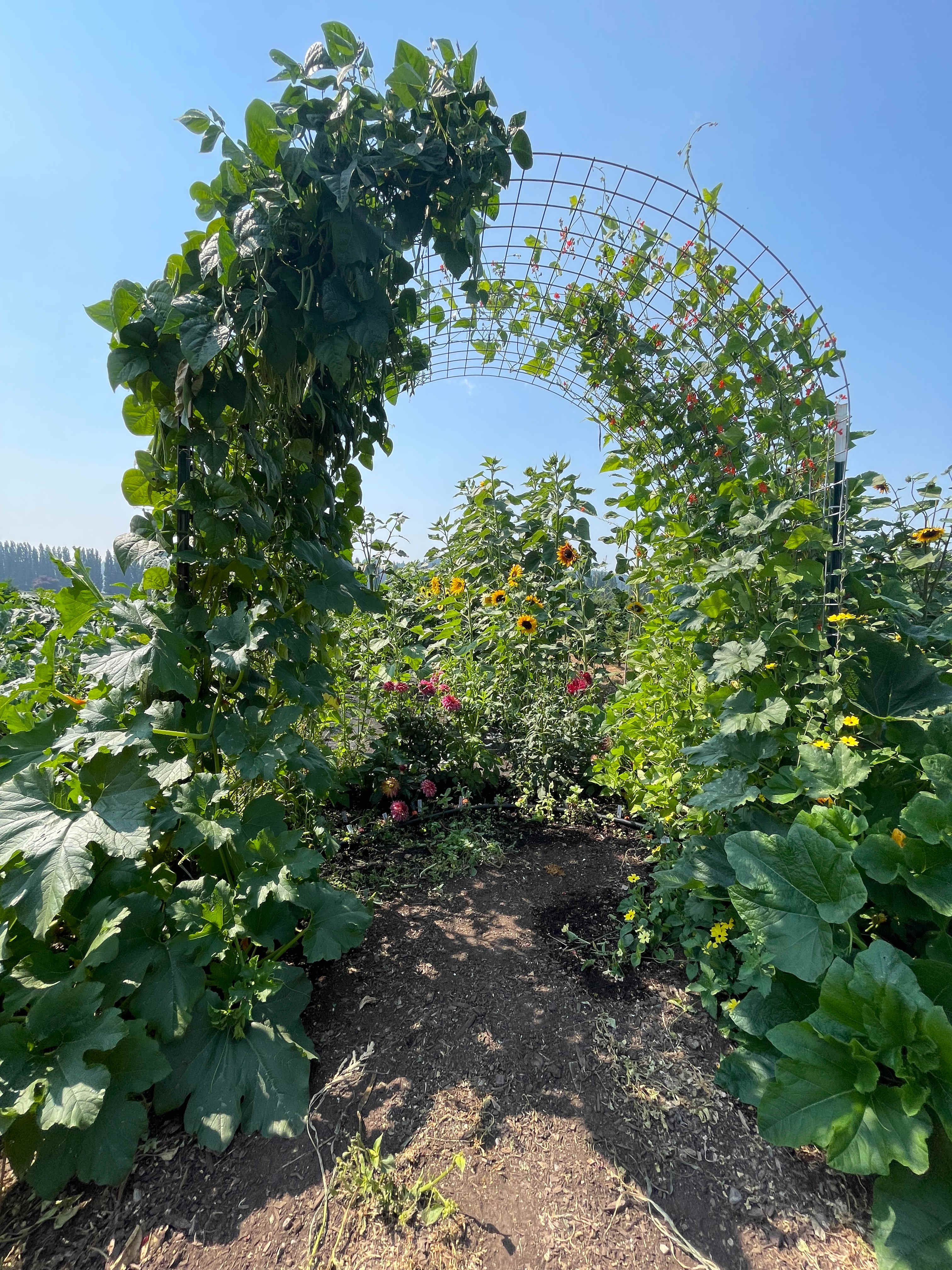 McMurtrey Farm