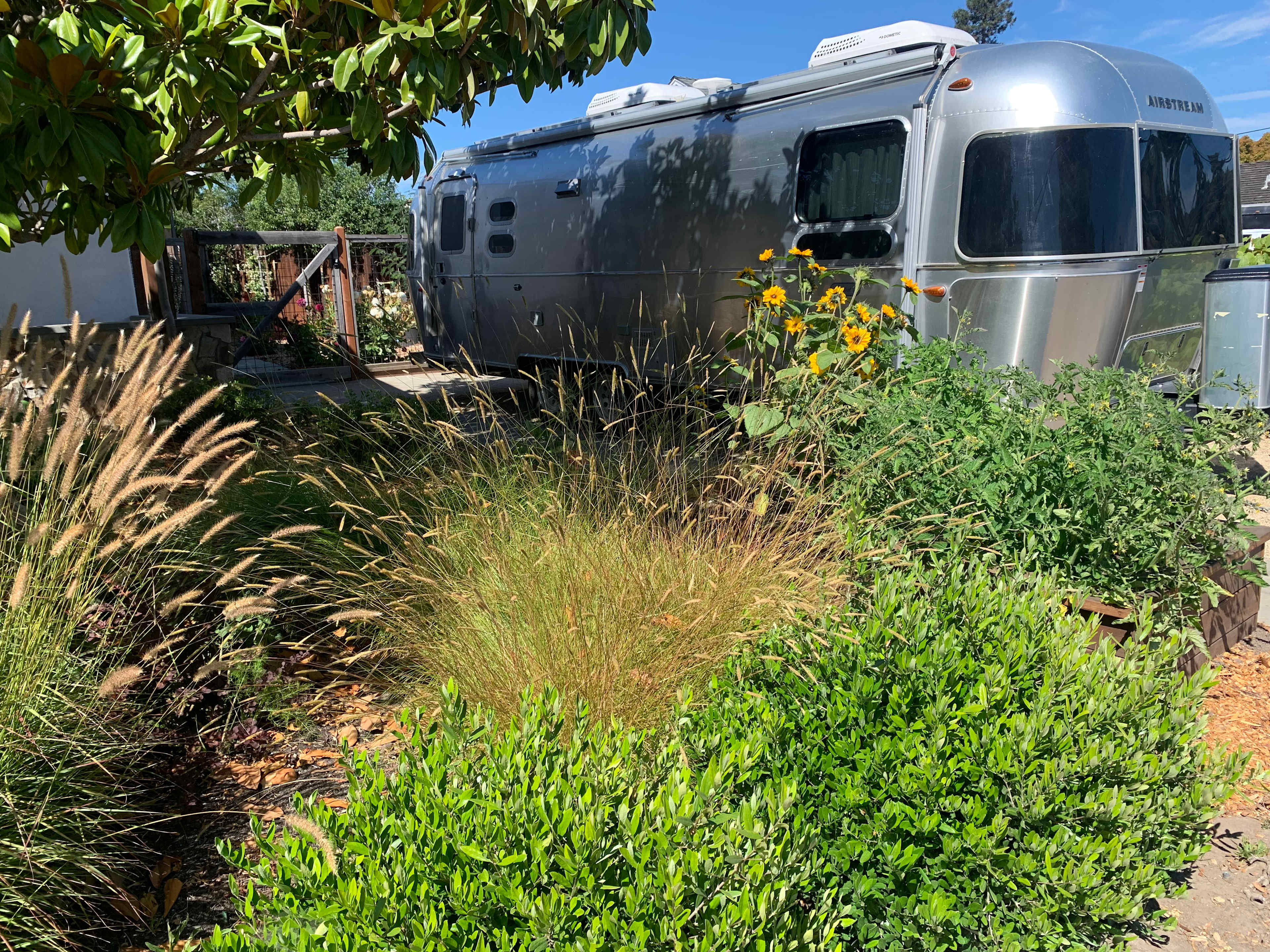 Flower Farm and Homestead: Amazing!