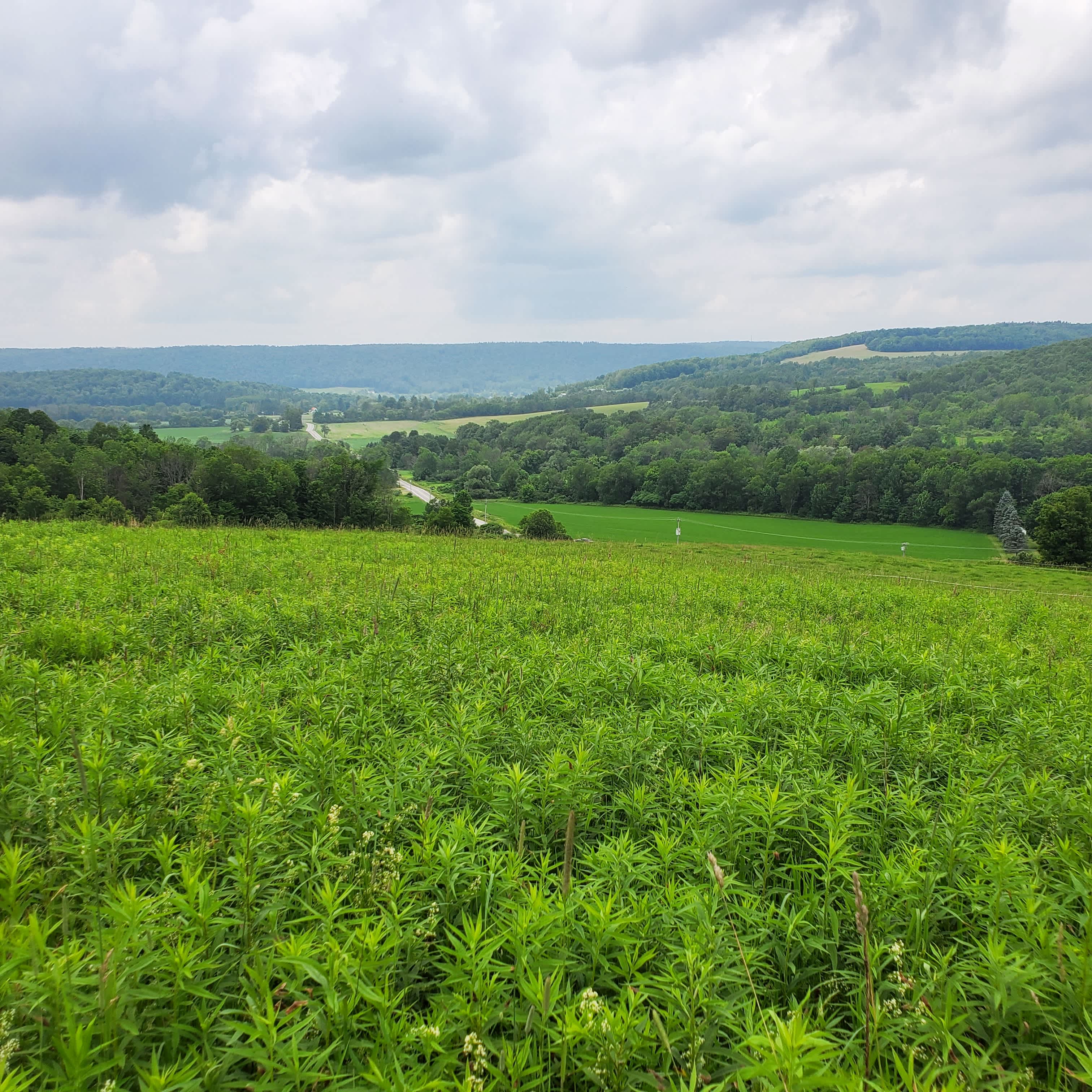 This is the view looking north from the top of the property.
