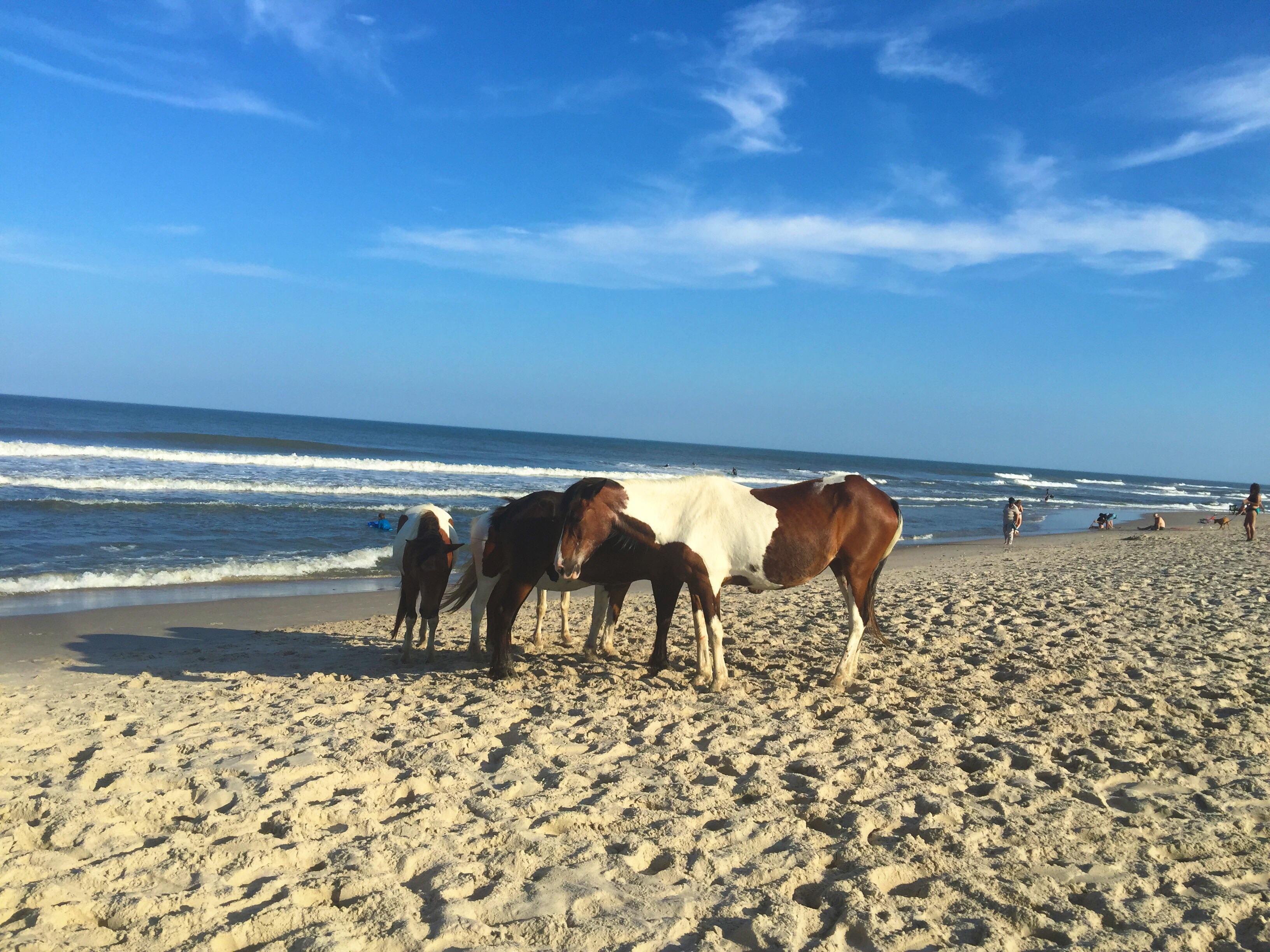 Assateague Island wild ponies