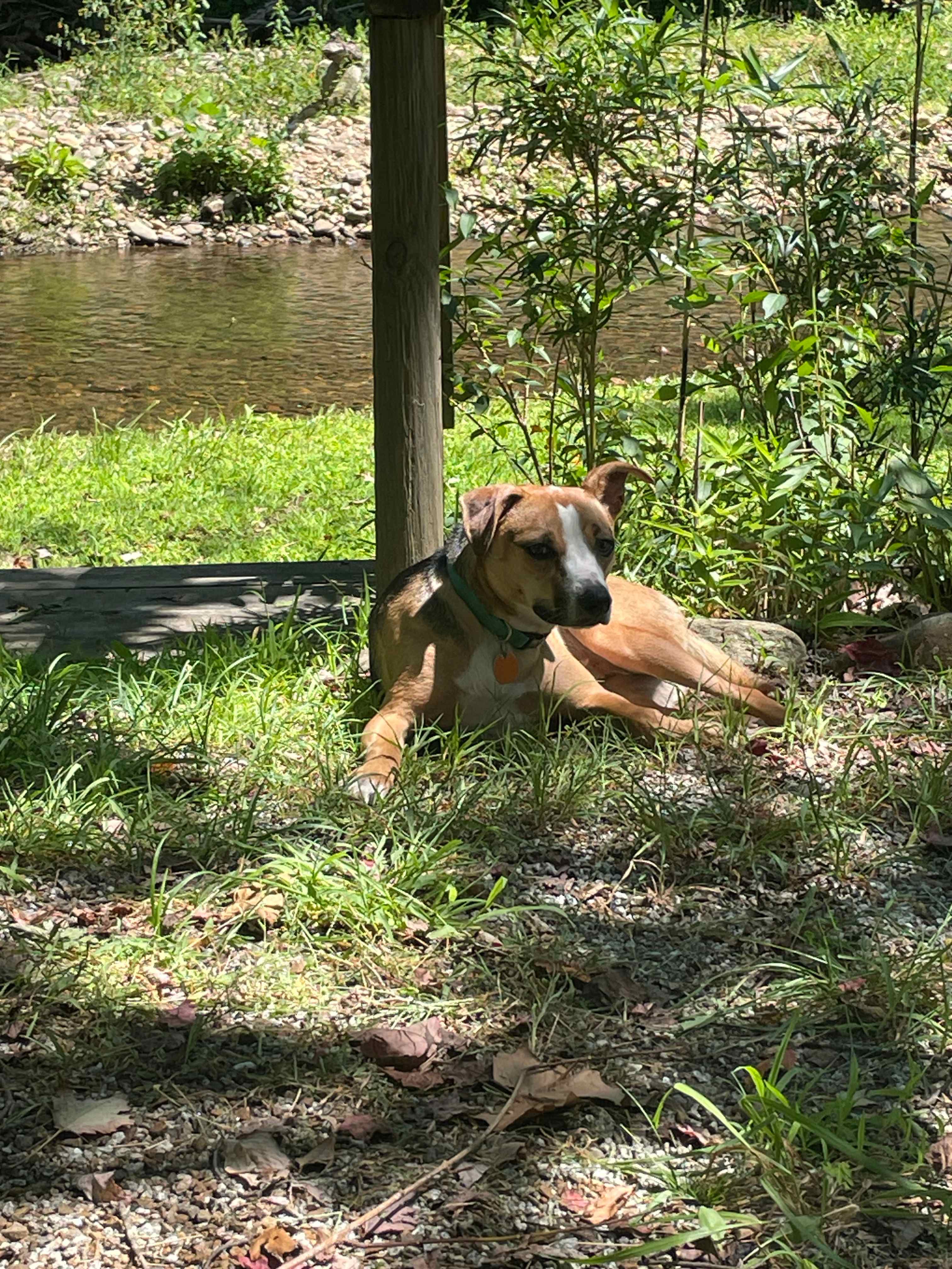 Coweeta Creek Campground